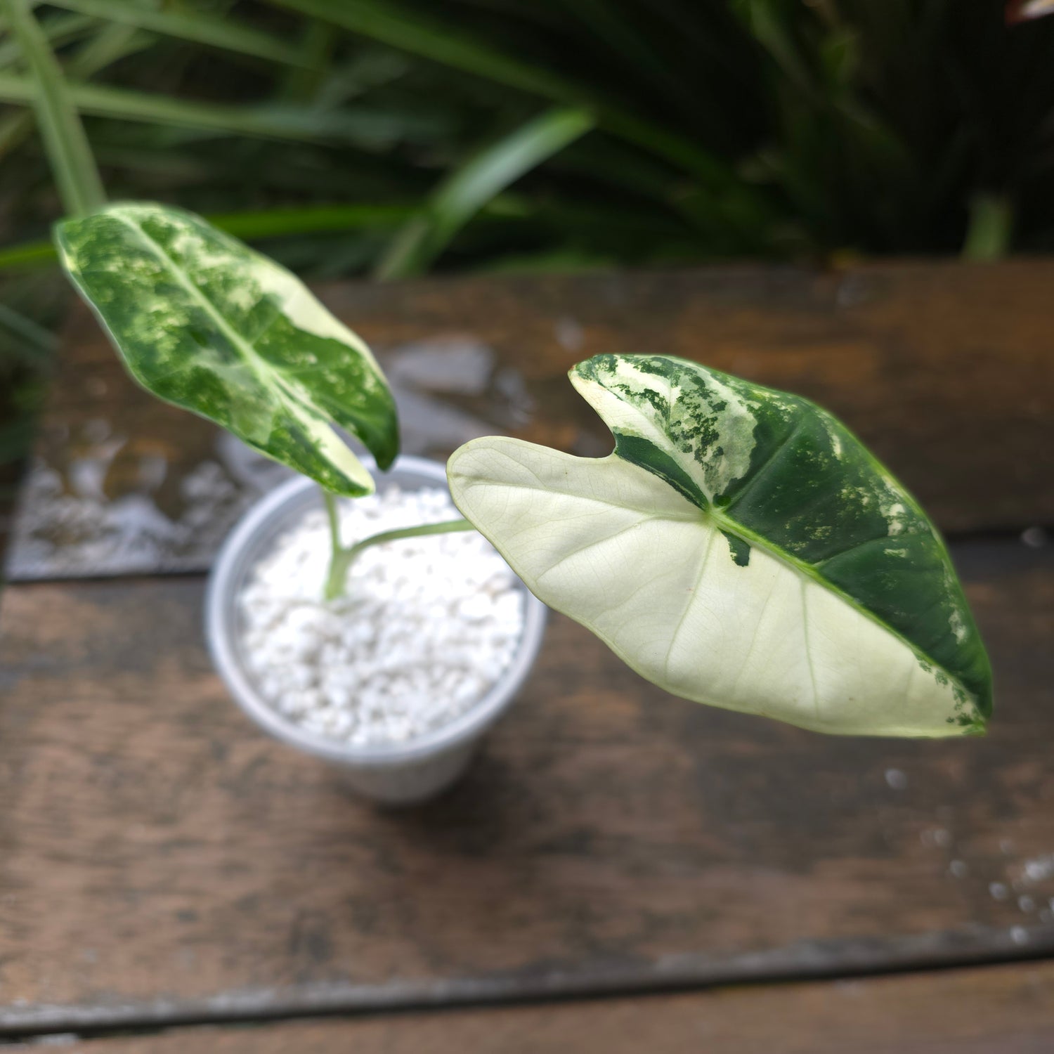 🌿Rare Alocasia Frydek Albo Variegated plant🌿