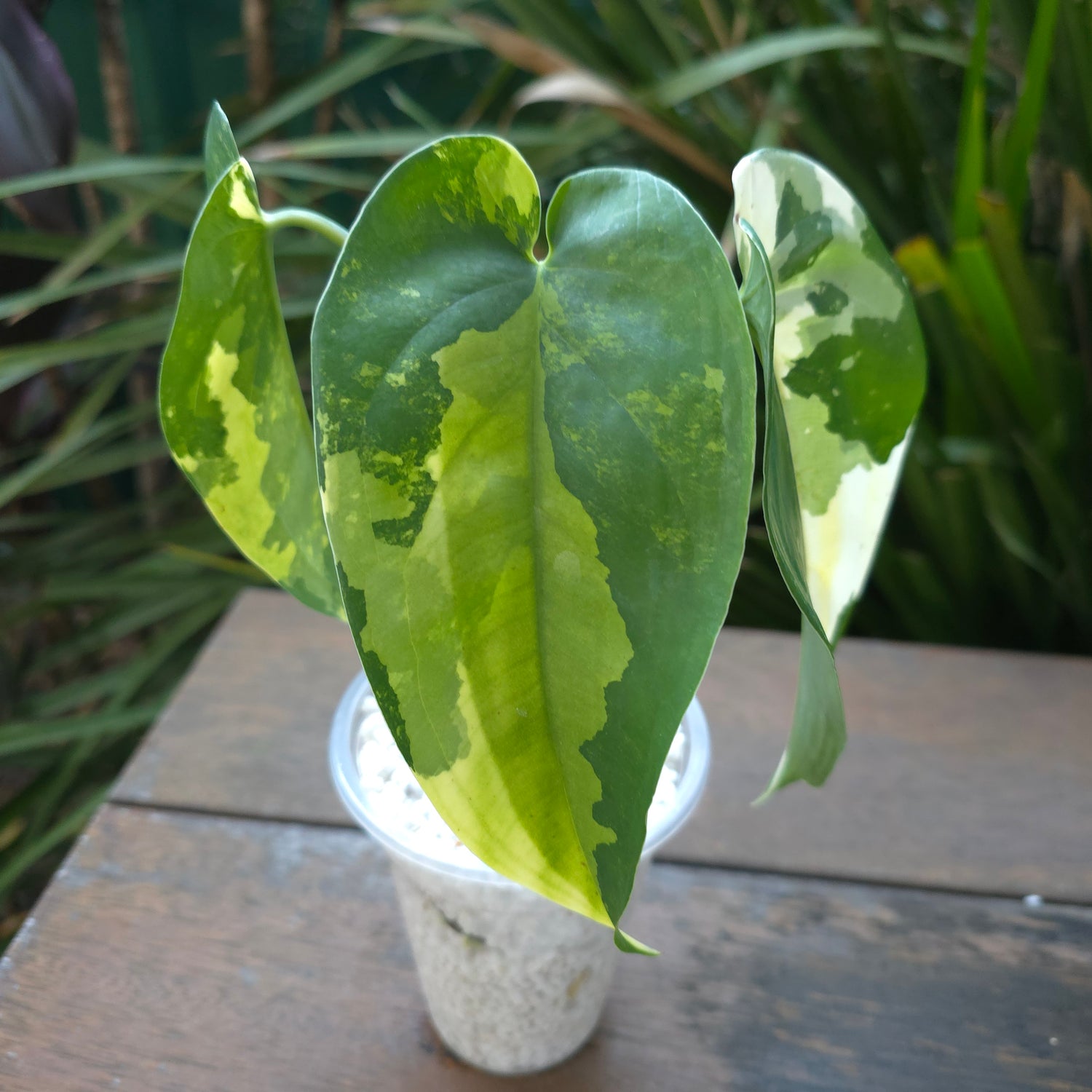 🌿SUPER RARE🌿Rare Syngonium Chiapense Variegated plant non tc.