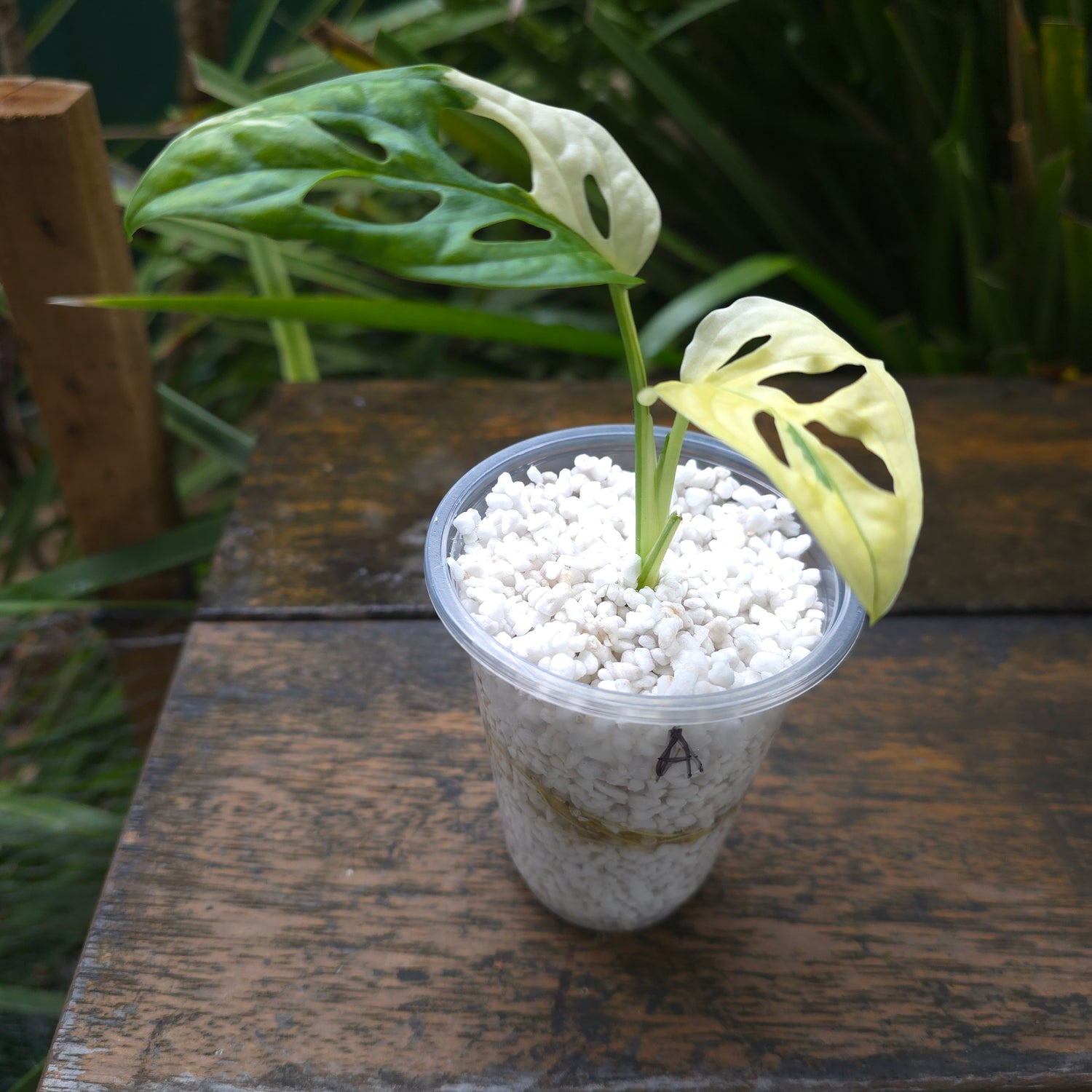 2x avail🌿Rare Monstera Adansonii Albo Variegated plants non tc🌿