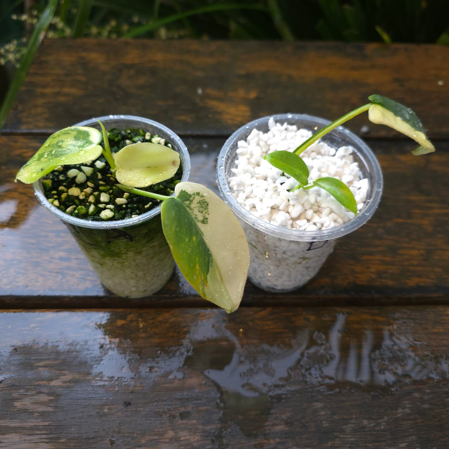 2x avail🌿Rare Philodendron BIPENNIFOLIUM Variegated Non tc