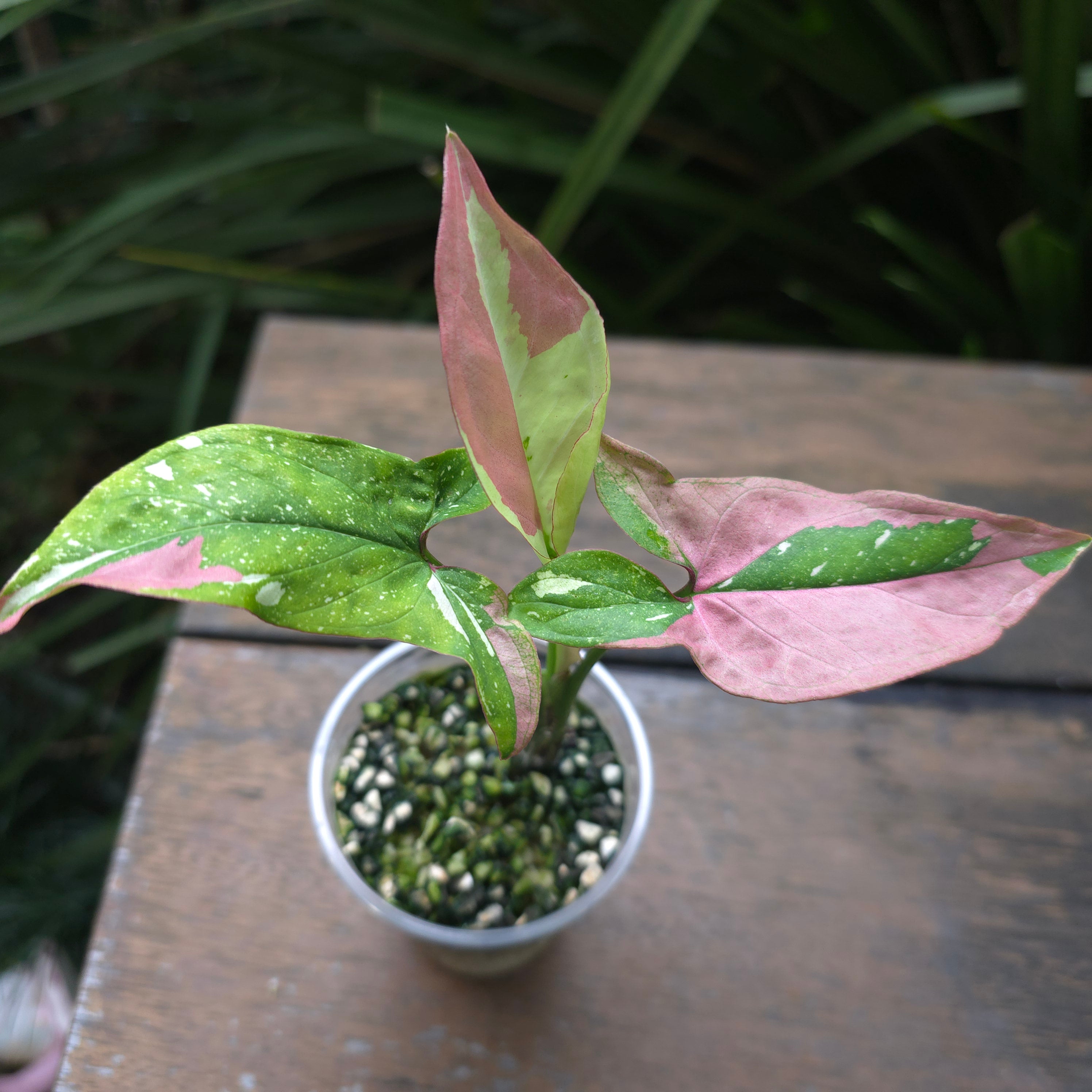 2x avail Rare Syngonium Redspot Tricolour established Plants non tc
