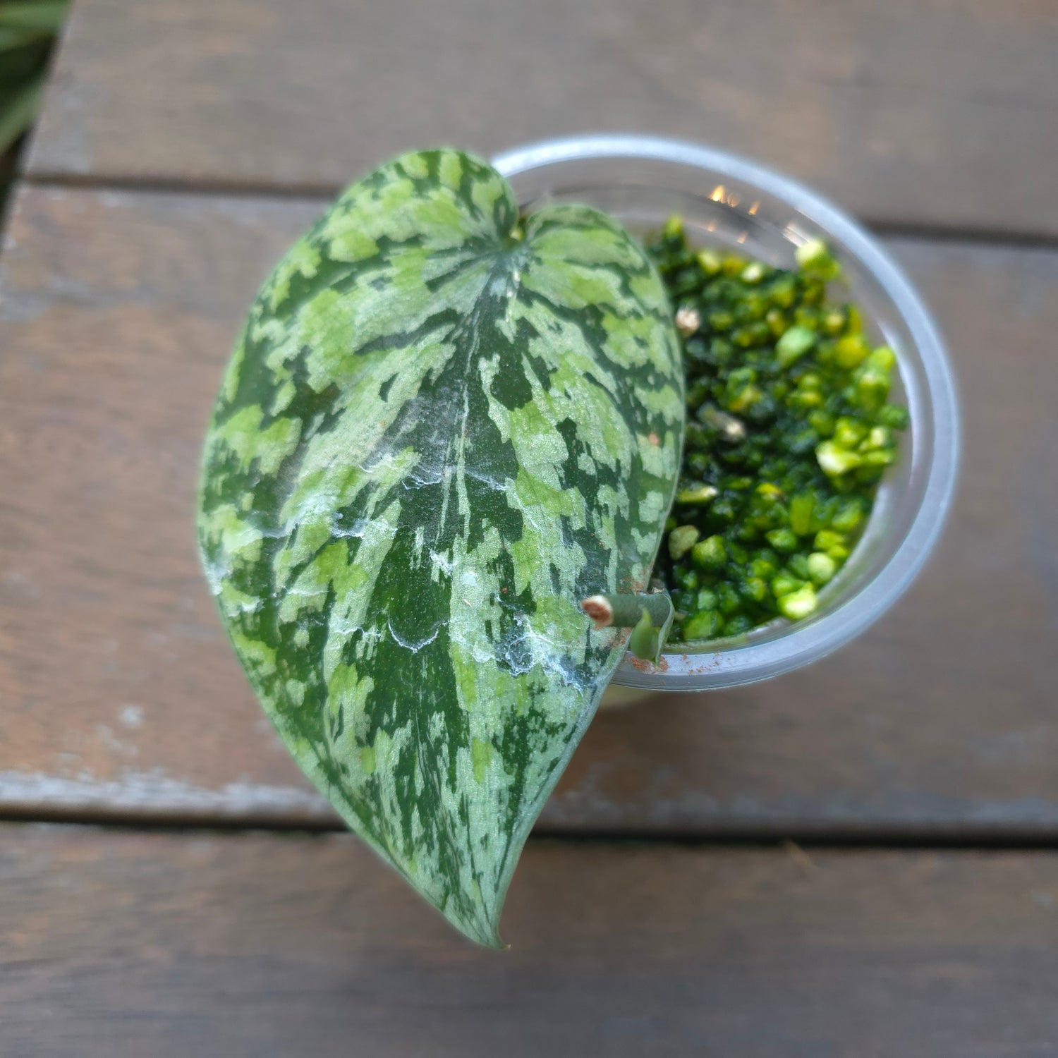 Rare Scindapsus Tricolour variegated established baby plant Non TC