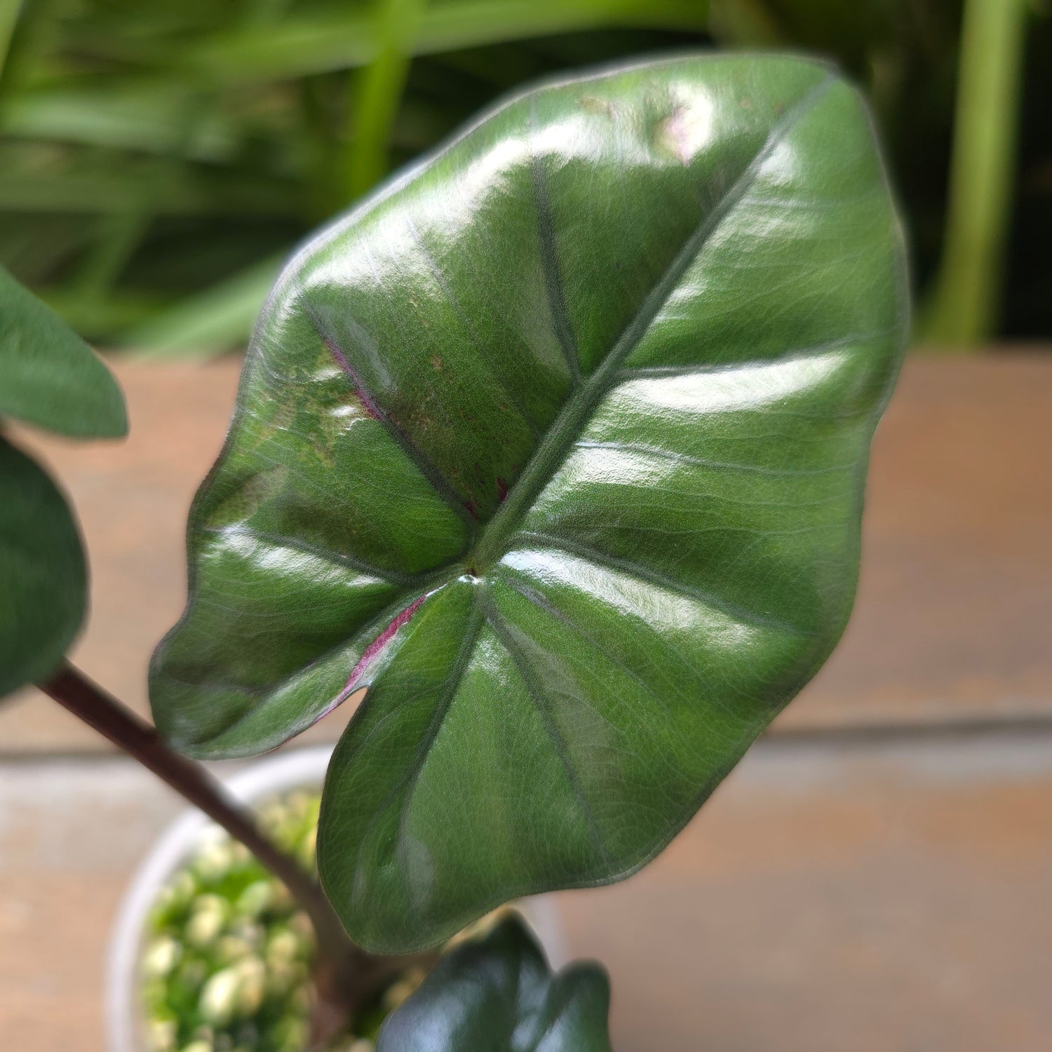 2x avail🌿LOW VAR🌿 Alocasia Yucatan Princess variegated,SMALL plants,non tc