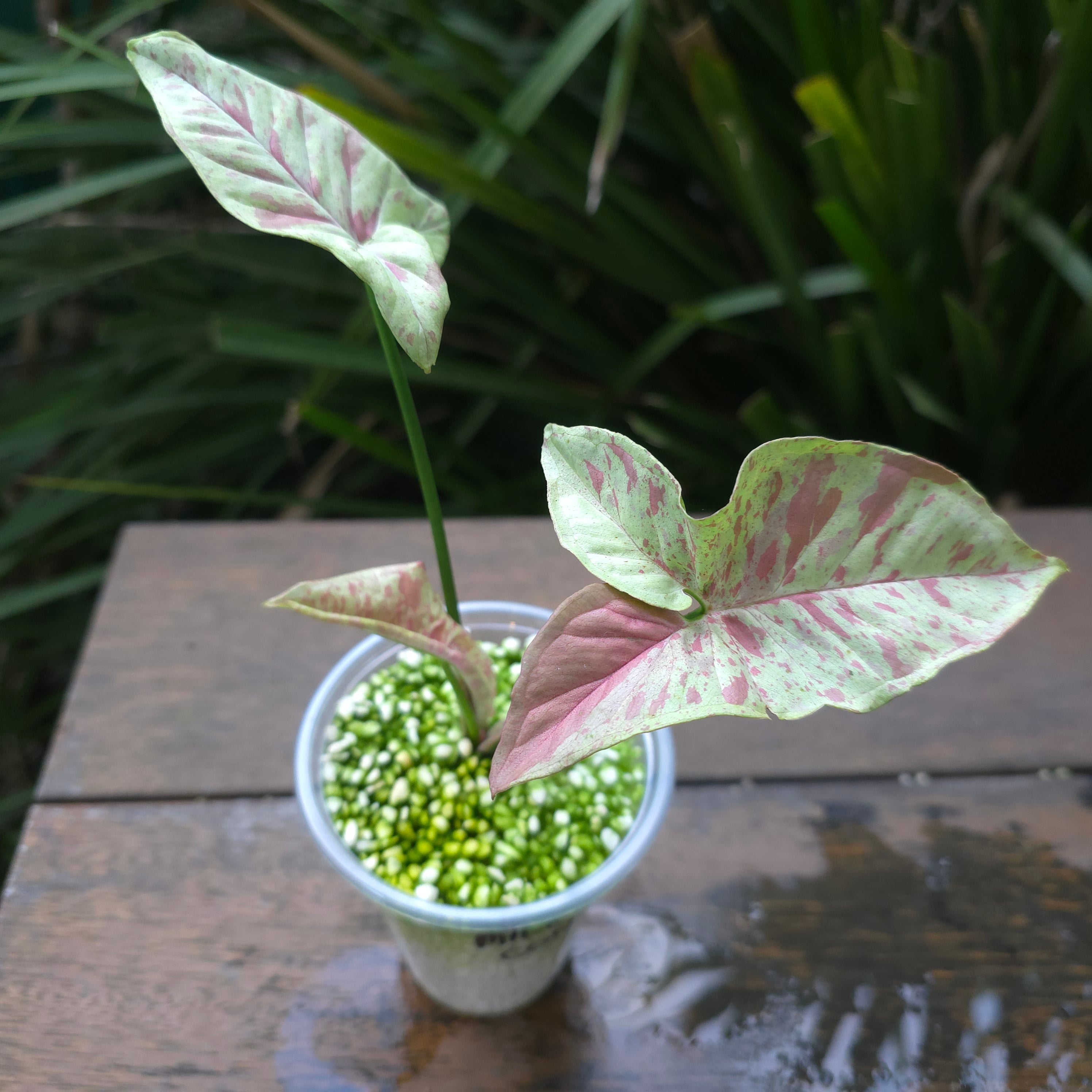 2x Rare Syngonium Milk Confetti established plant Non tc