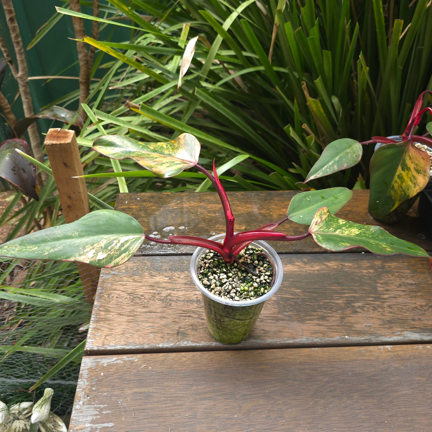 3x avail🌿Rare Philodendron Strawberry Shake established plants,non tc🌿