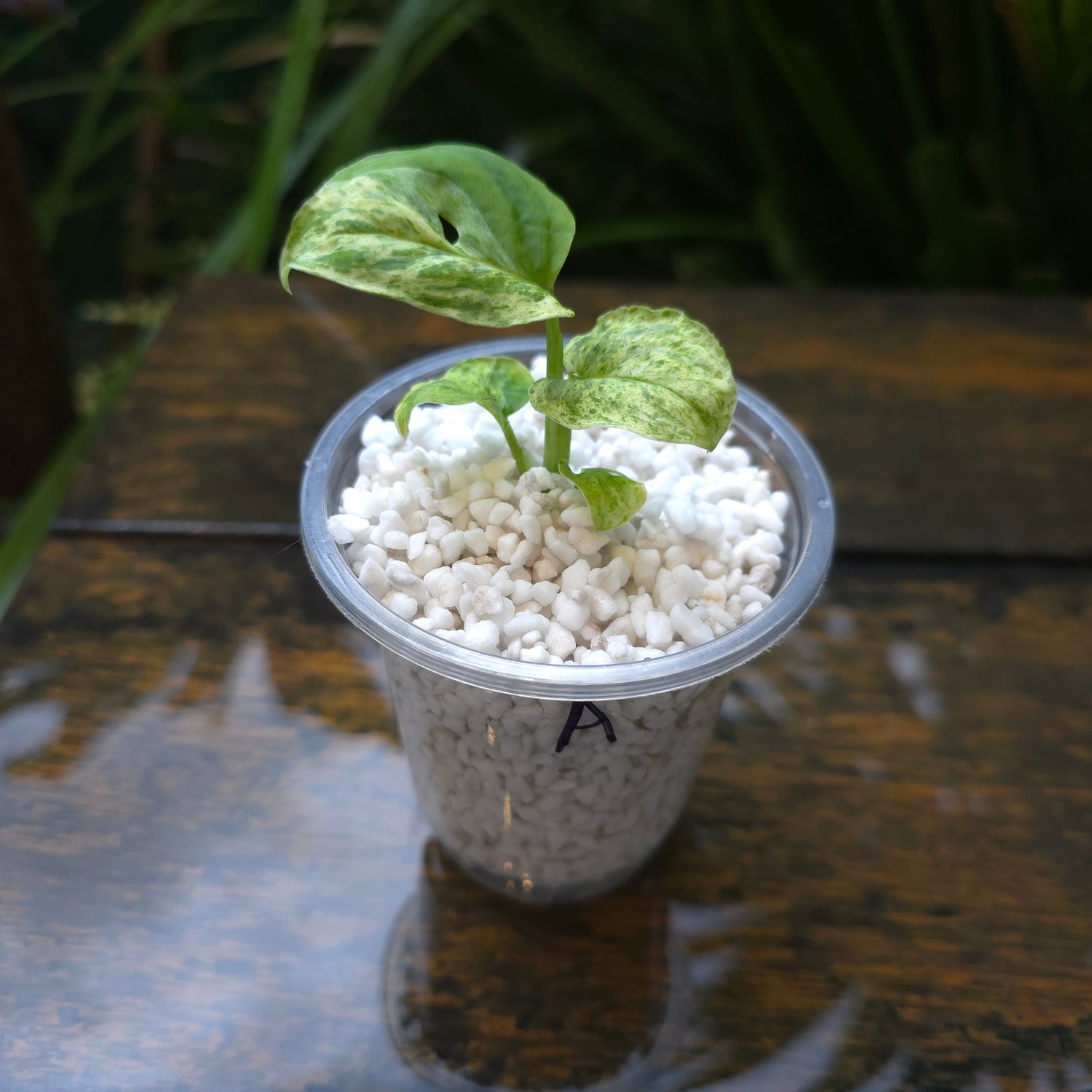 2x avail🌿Rare Monstera Adansonii Mottled / Mint variegated baby Plants non tc