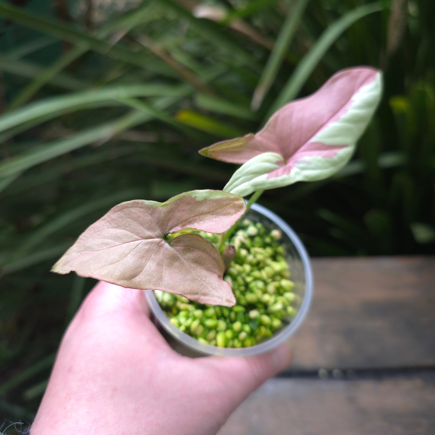 2x avail Rare Syngonium Strawberry Milk established Plants non tc