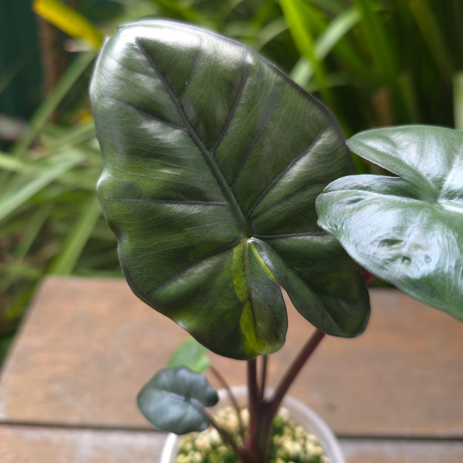 2x avail🌿LOW VAR🌿 Alocasia Yucatan Princess variegated,SMALL plants,non tc