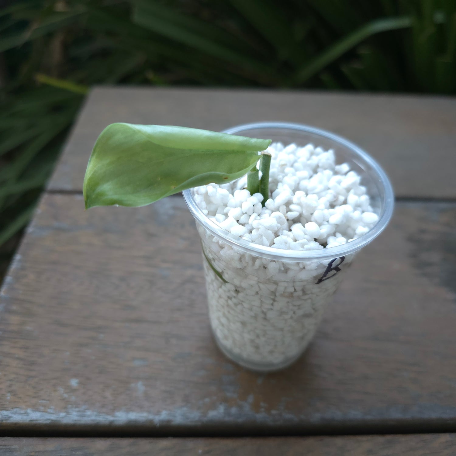 🌿Rare Scindapsus Jade Satin Aurea variegated established little plant non tc