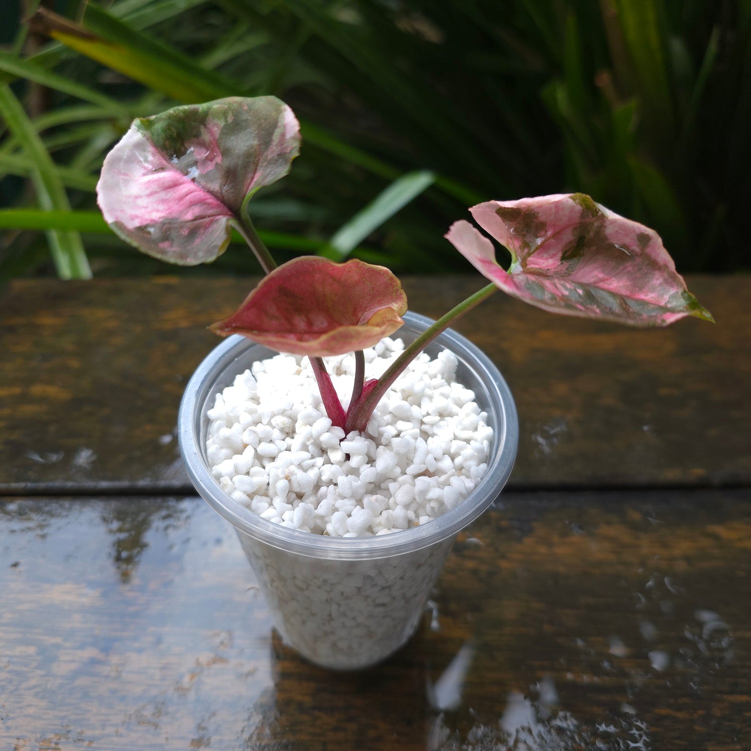 🌿Rare Syngonium Strawberry Ice established plant non tc