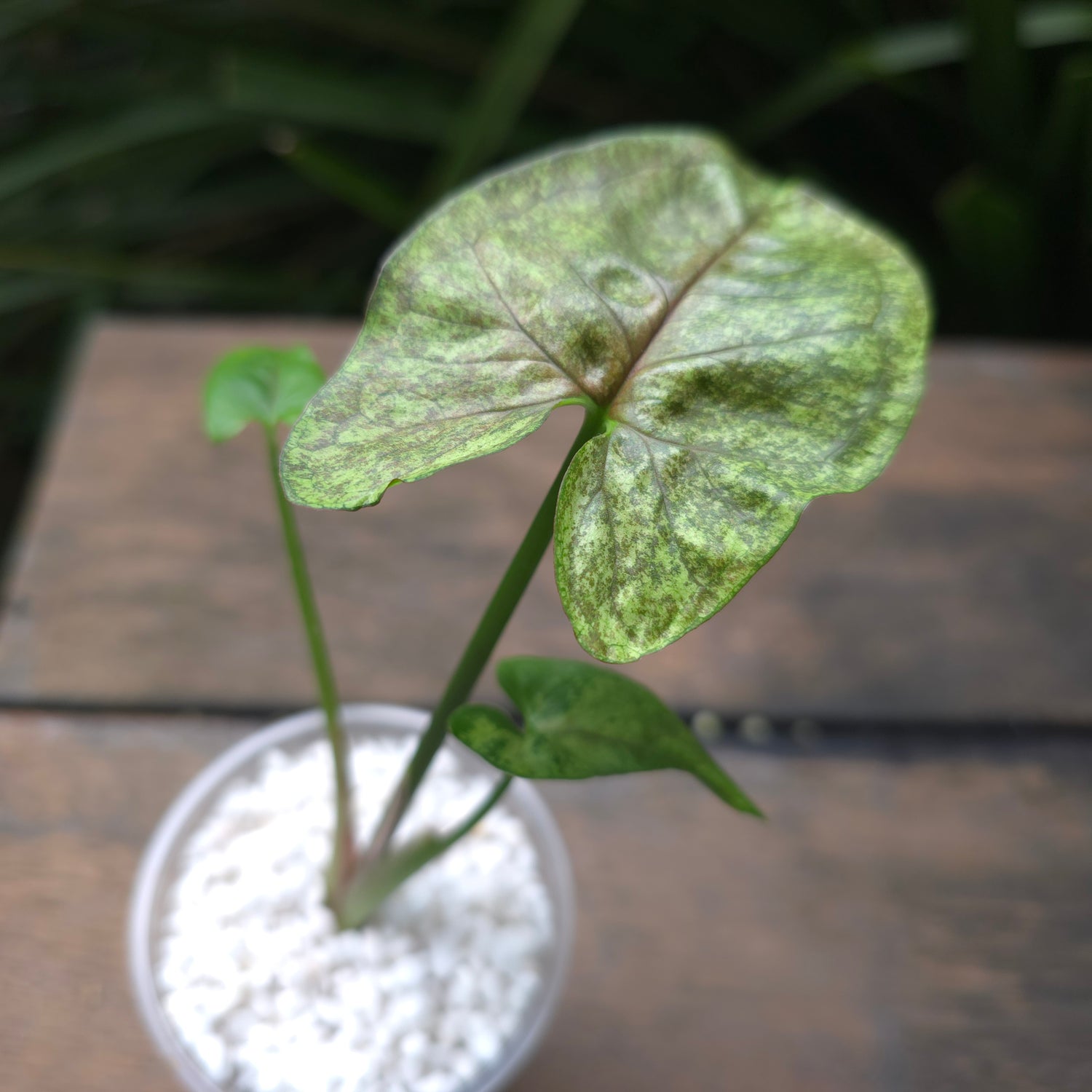 2x avail Rare Syngonium Matcha Sprinkle established plant non tc