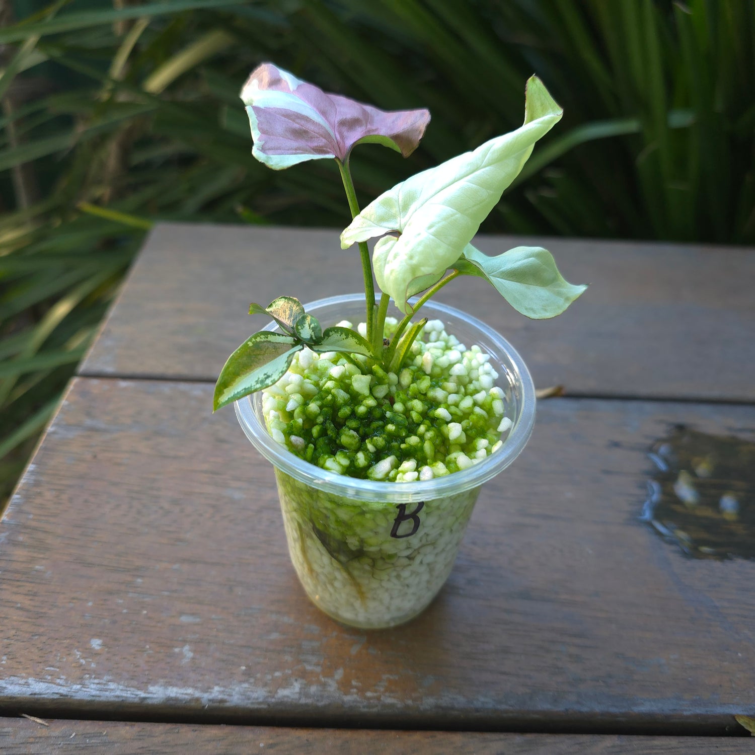 🌿2x avail🌿Rare Syngonium Strawberry Milk established plants non tc