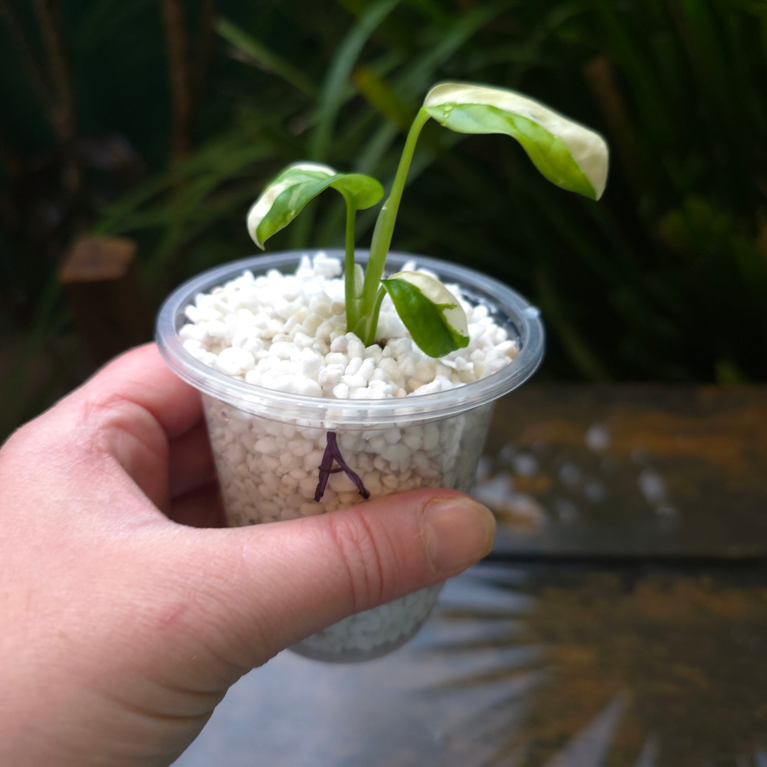 2x avail🌿Rare Monstera Adansonii Albo Variegated baby plants non tc🌿