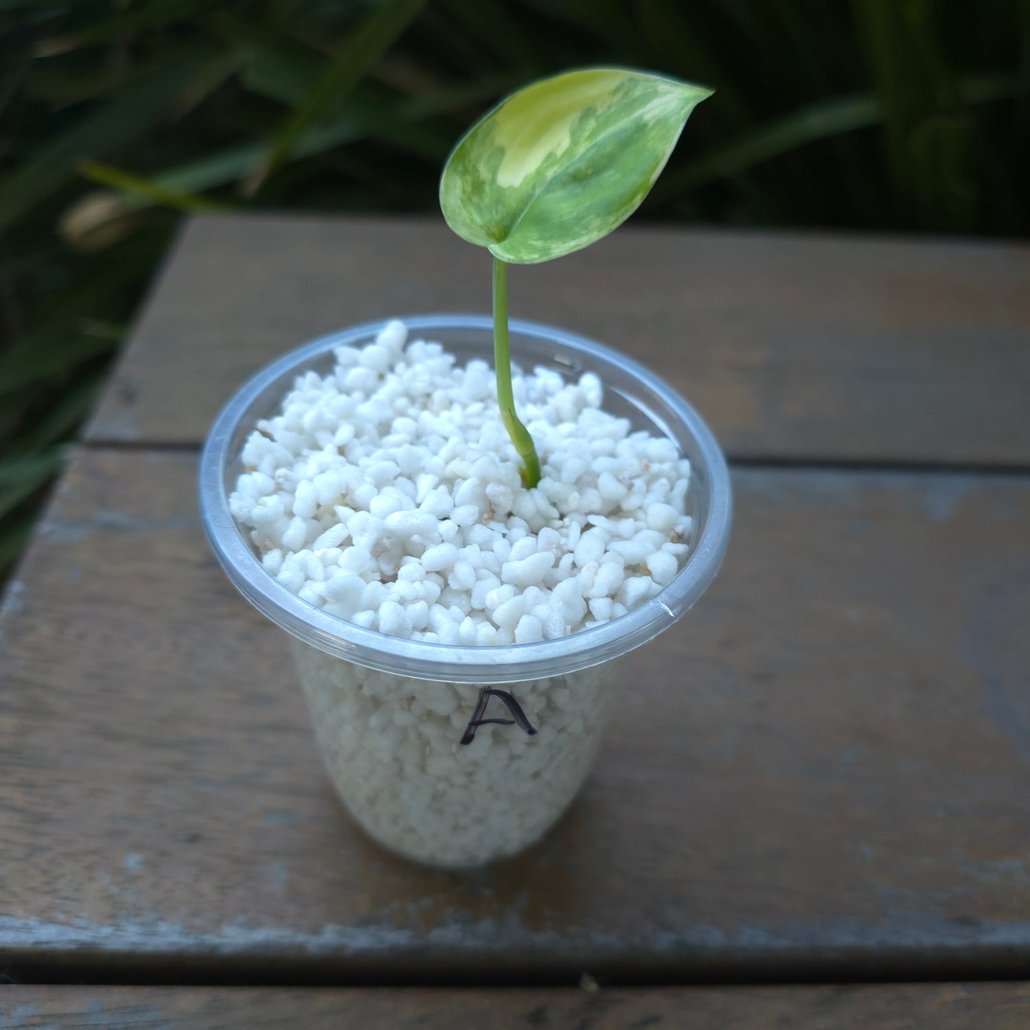 2x avail🌿Rare Scindapsus Jade Satin Aurea variegated established little plant non tc
