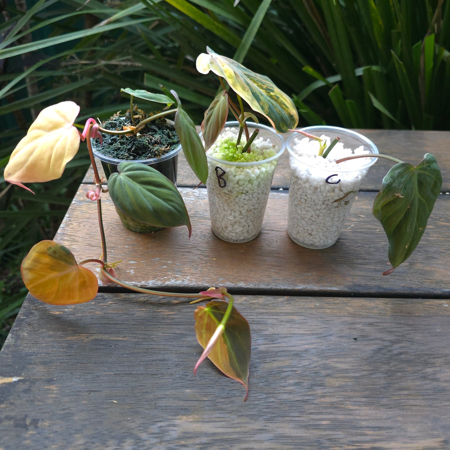 3x avail 🌿Rare Philodendron Micans Variegated est plants non tc🌿