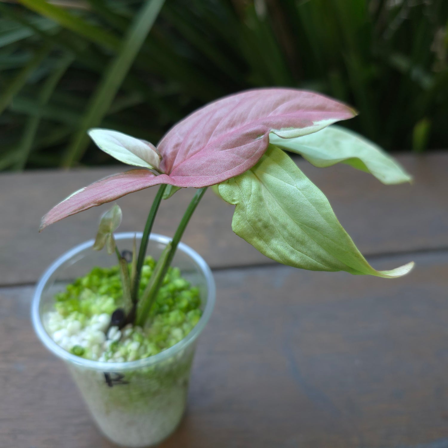 🌿2x avail🌿Rare Syngonium Strawberry Milk established plants non tc