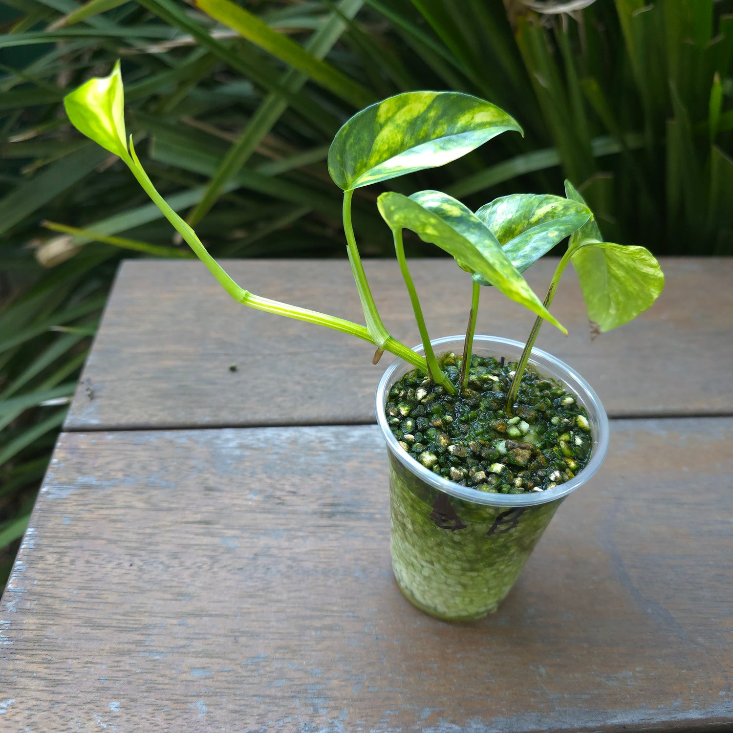 2x avail🌿Rare Epipremnum Pinnatum Aurea Variegated established plants🌿