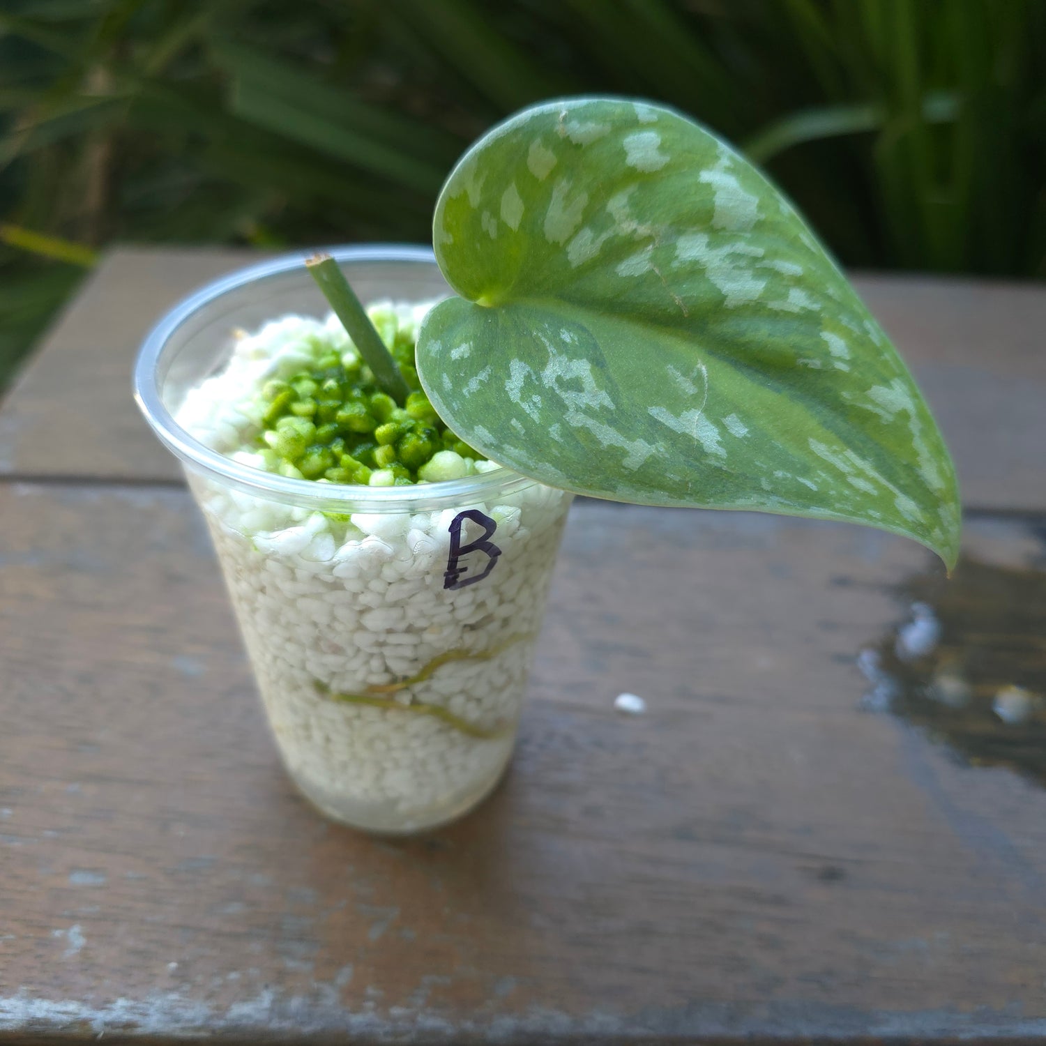🌿Rare Scindapsus Mayari Aurea variegated Rooted Cutting/little plants non tc