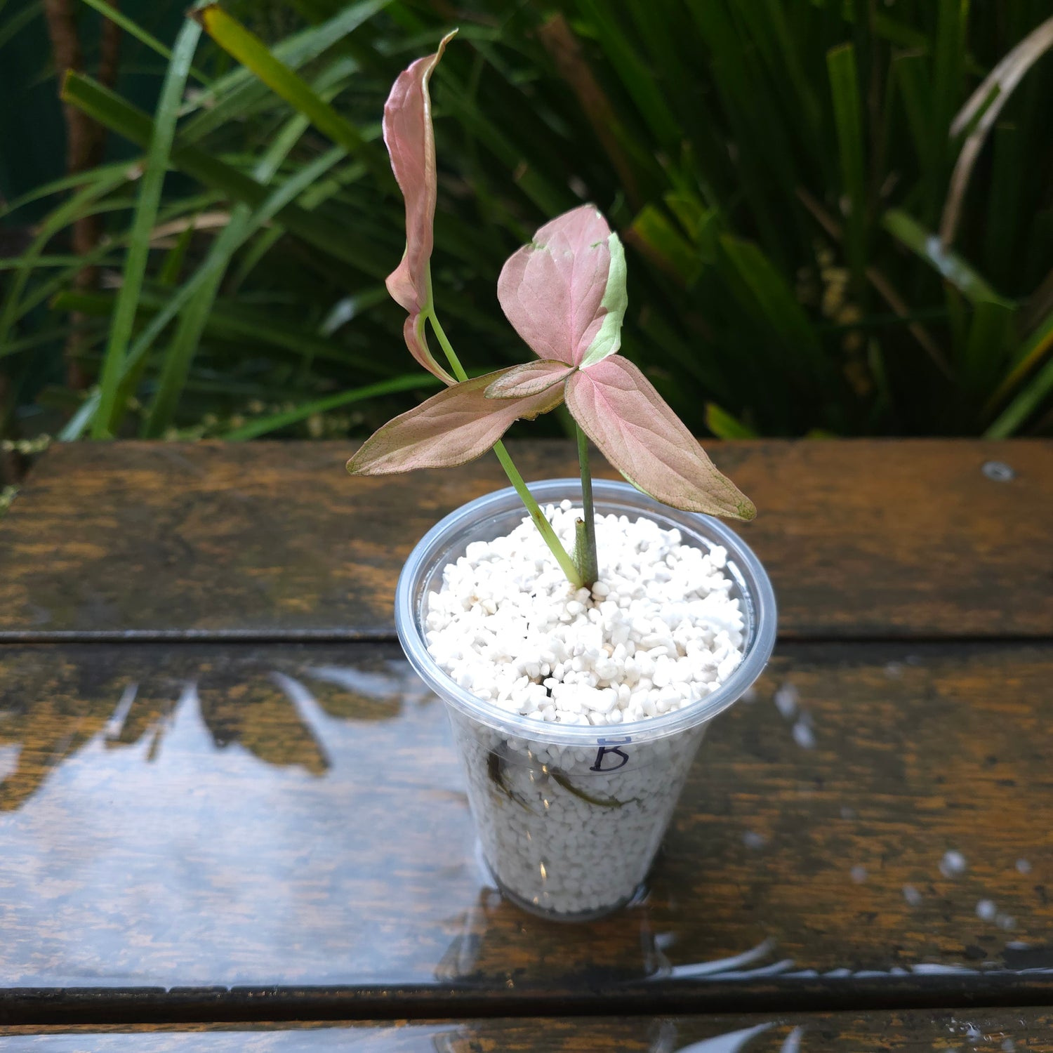 2x avail🌿Rare Syngonium Strawberry Milk established Plants non tc