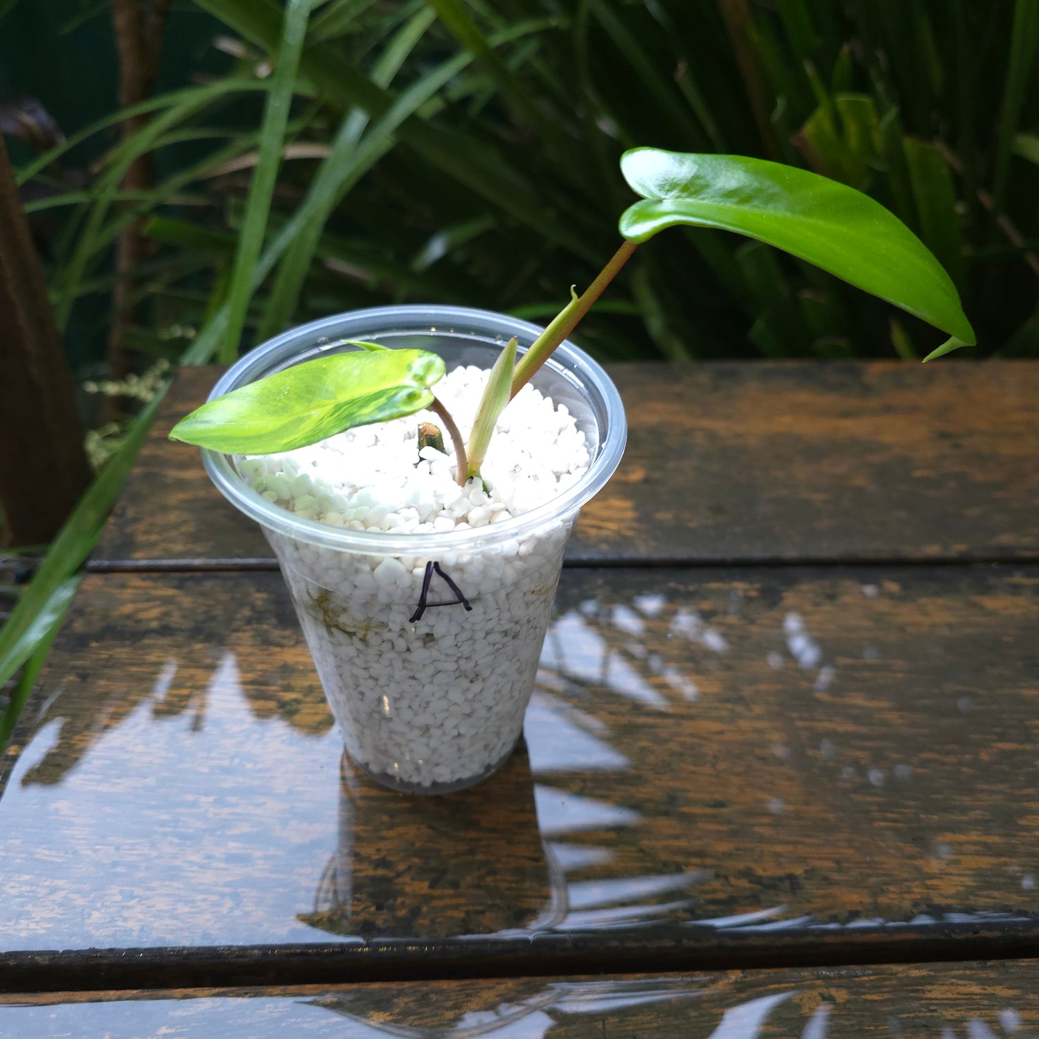 2x avail🌿Rare Philodendron Florida Beauty Variegated baby plants Non Tc