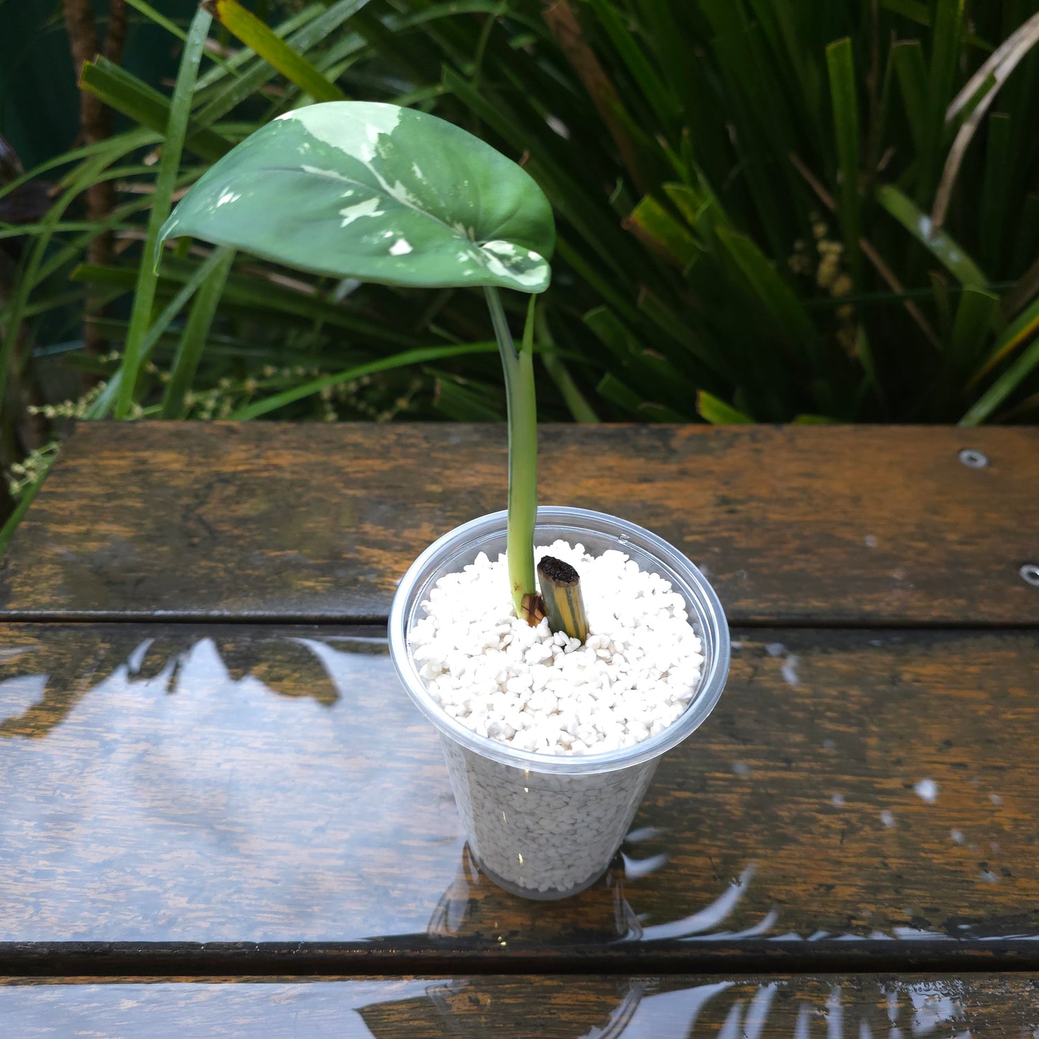 1x avail🌿SUPER RARE🌿Rare Syngonium Chiapense Variegated baby plant non tc.