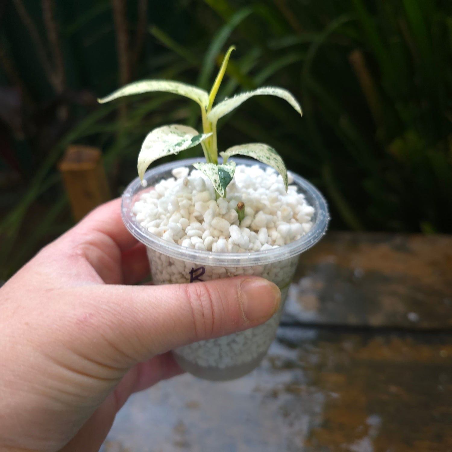 3x avail🌿Epipremnum Pinnatum Marble variegated established baby plants