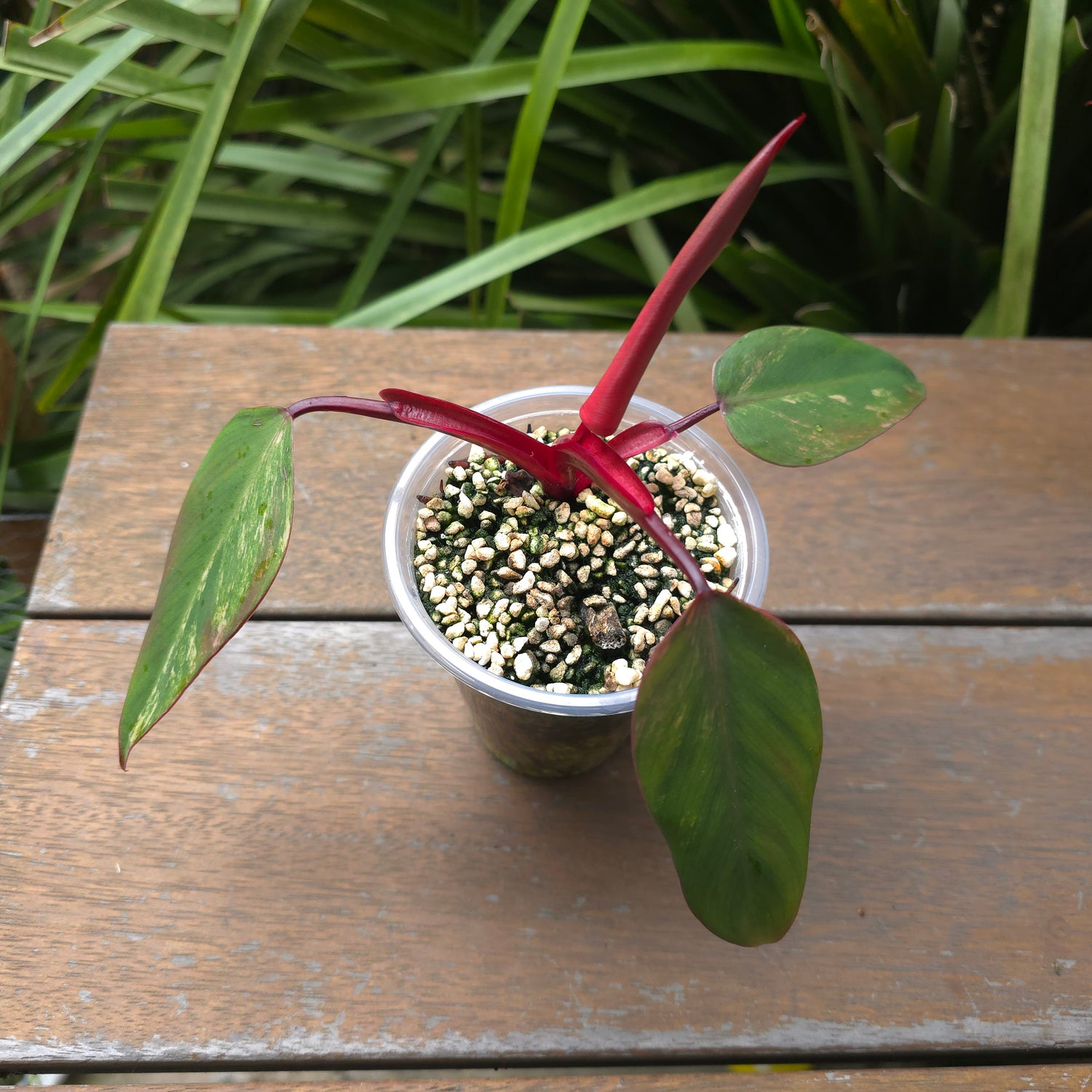 3x avail - UPDATED PICS🌿Rare Philodendron Strawberry Shake established small plants, non tc