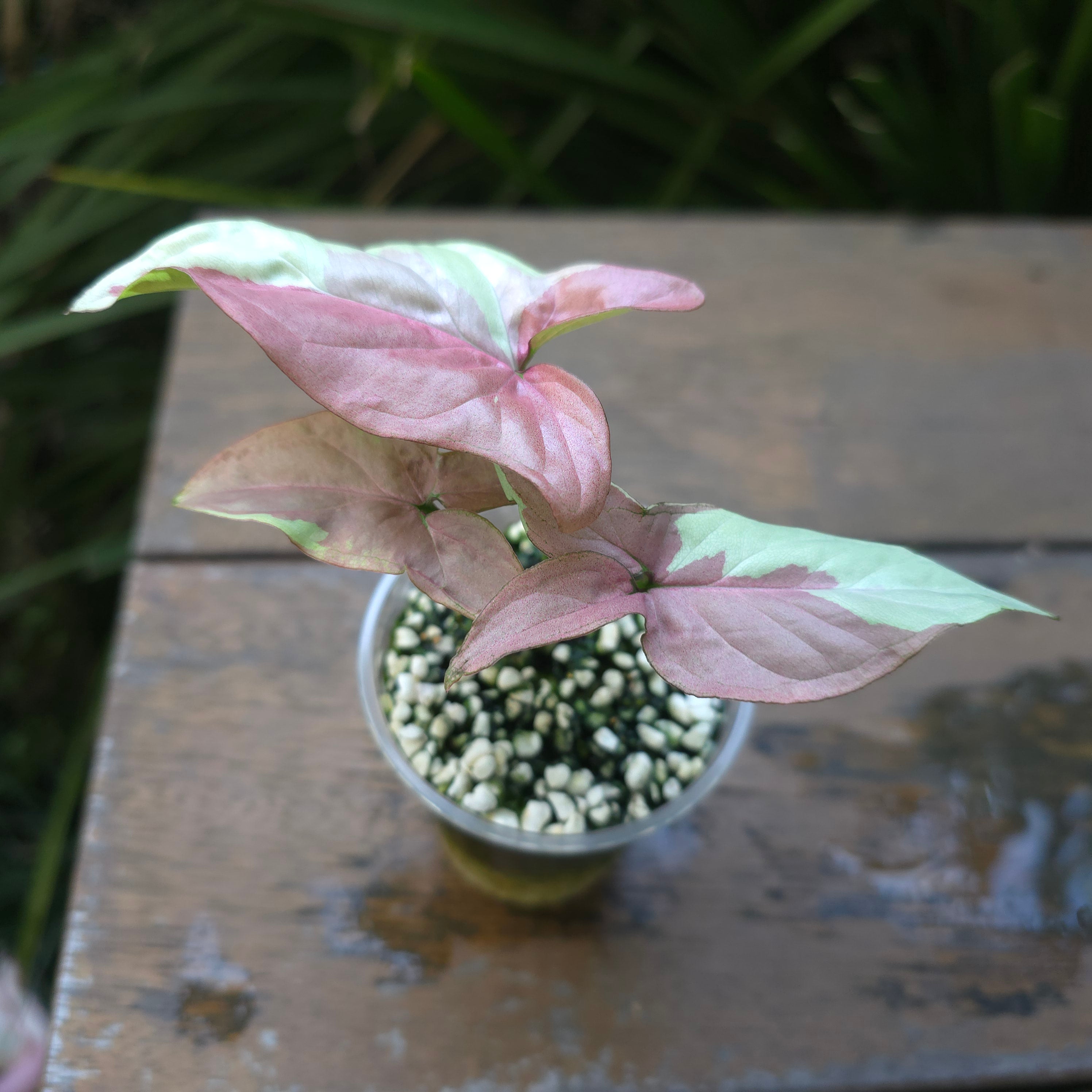 2x avail🌿Rare Syngonium Strawberry Milk established plants non tc