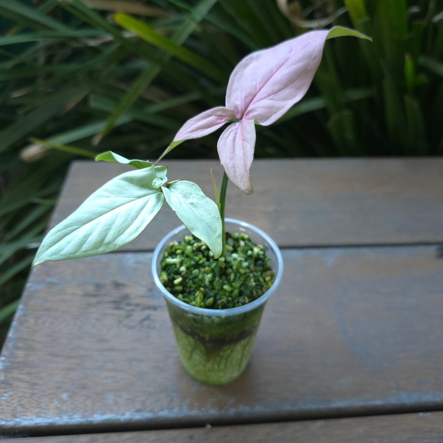 🌿Rare Syngonium Strawberry Milk established plant non tc