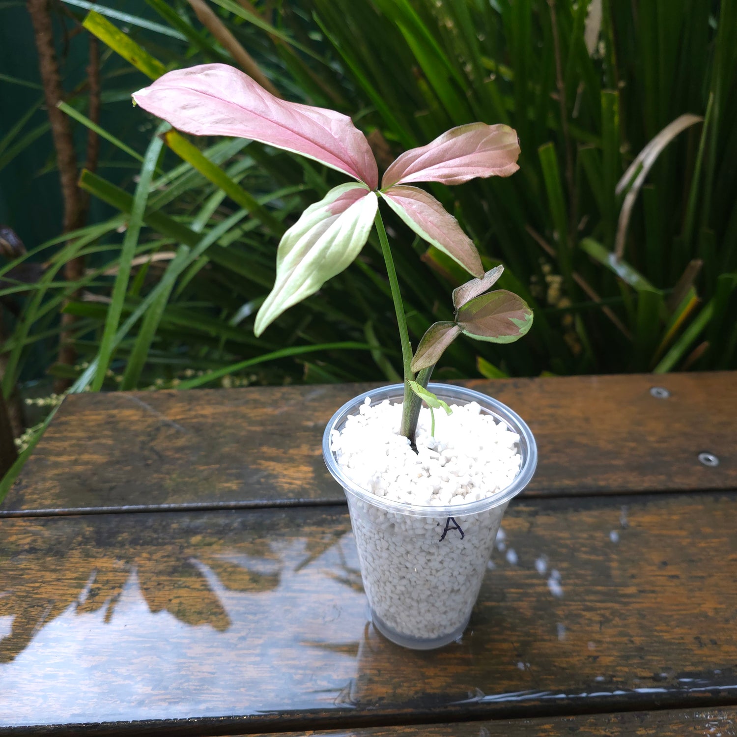 2x avail🌿Rare Syngonium Strawberry Milk established Plants non tc