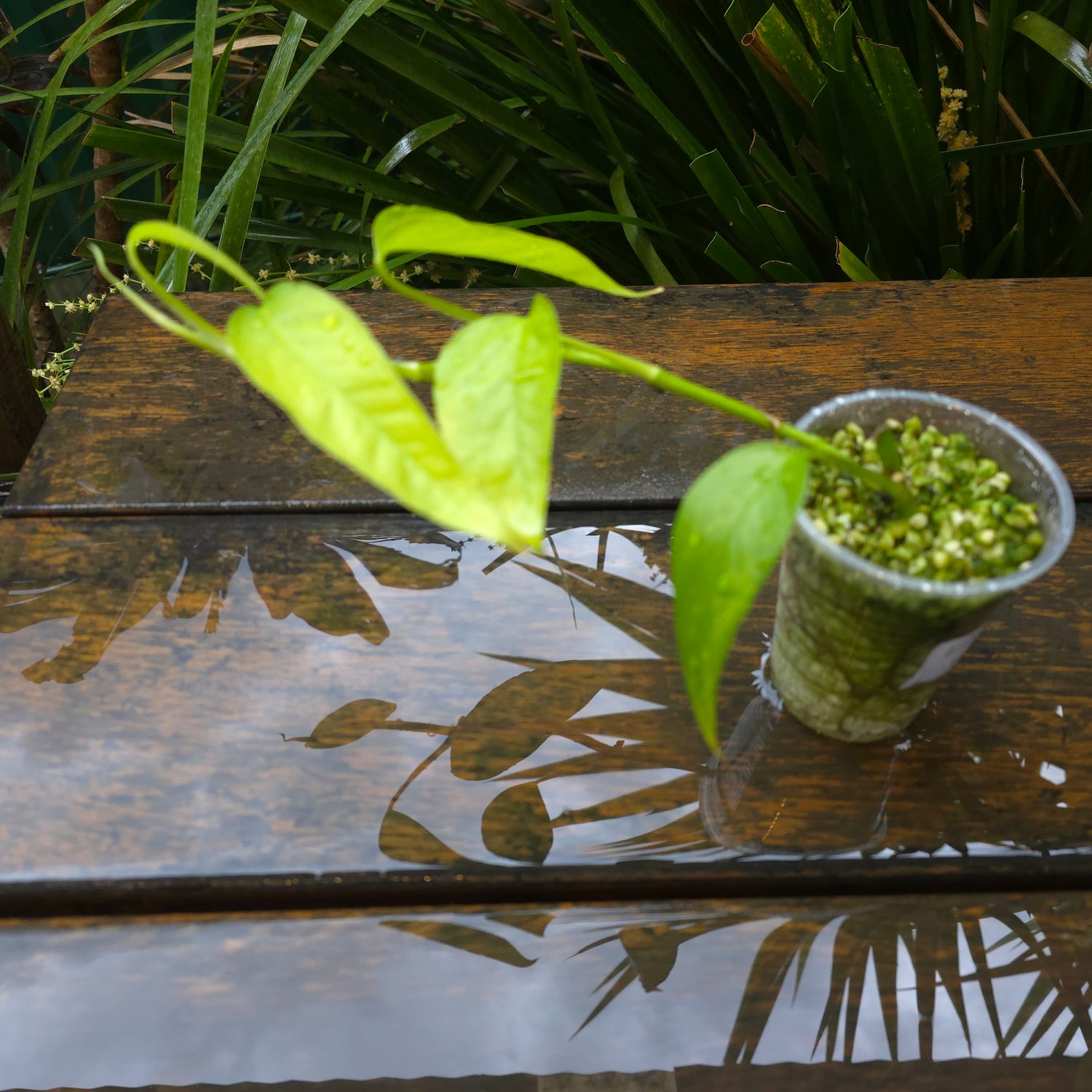 2x avail🌿Rare Epipremnum Pinnatum 'Neon' established plants🌿