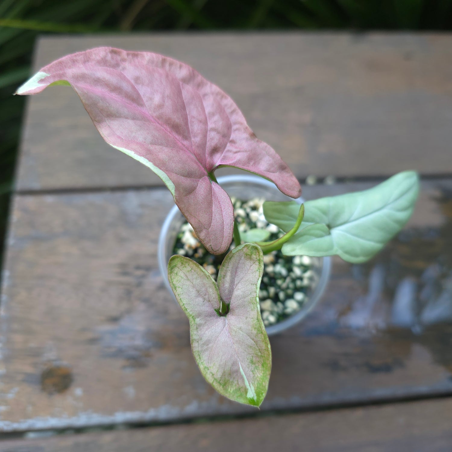 2x avail🌿Rare Syngonium Strawberry Milk established plants non tc