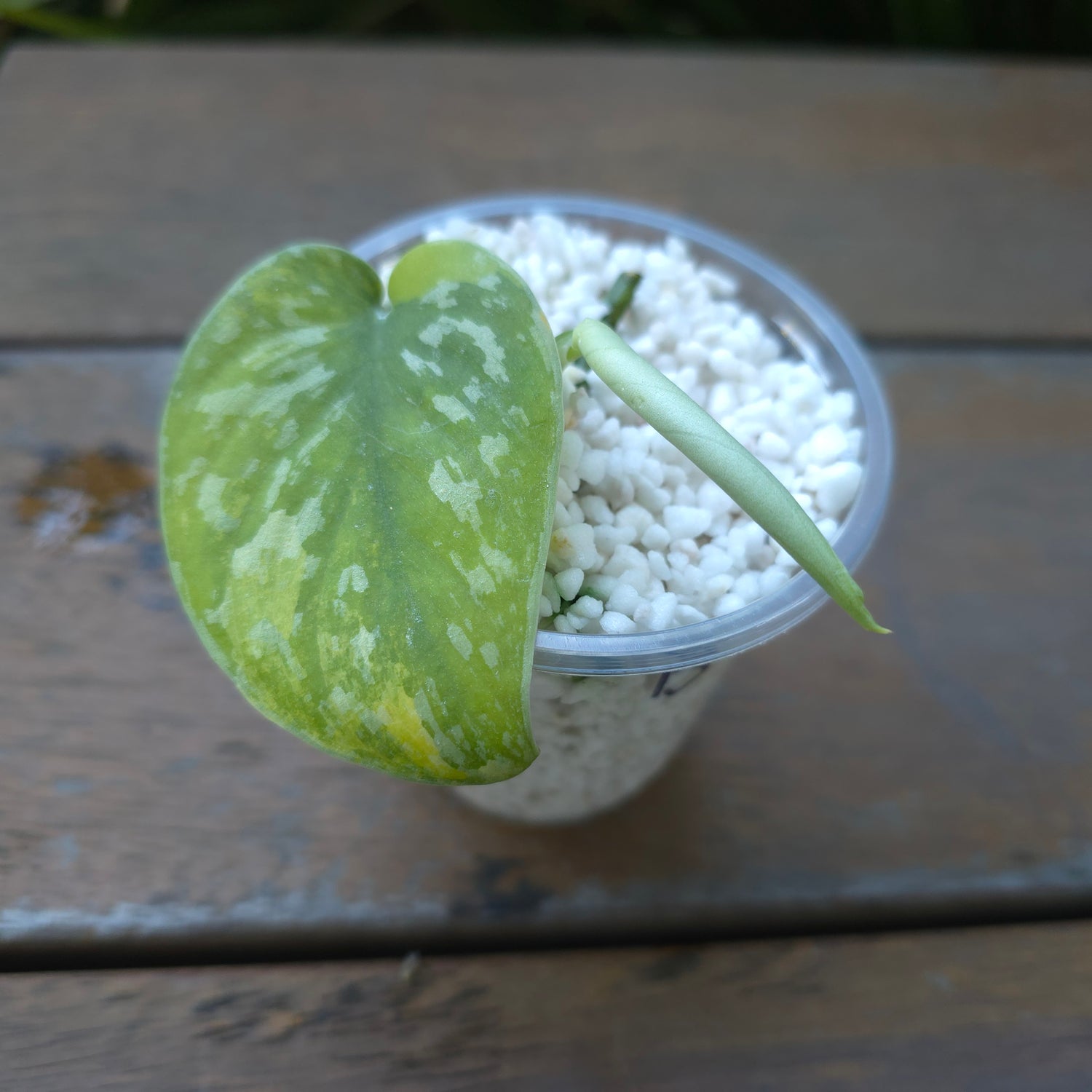 3x avail🌿Rare Scindapsus Mayari Aurea variegated little plants non tc🌿VARIEGATION VISIBLE