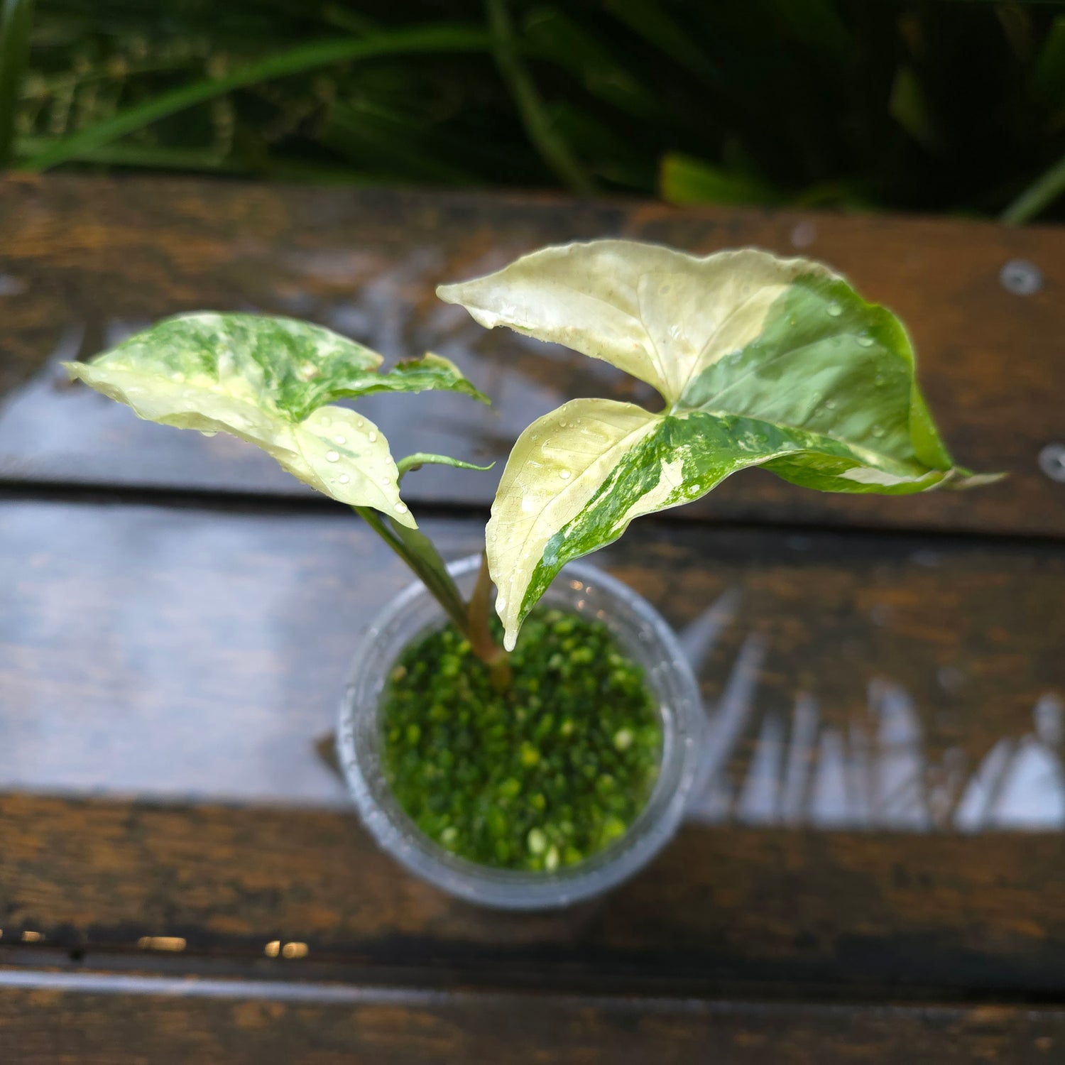 🌿Rare Syngonium Aurea variegated established plant non tc🌿