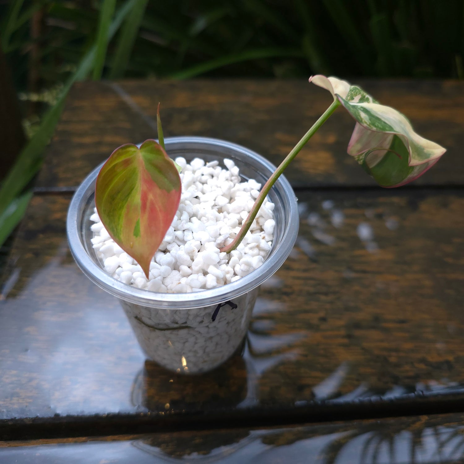 Rare Philodendron Micans Variegated established plant