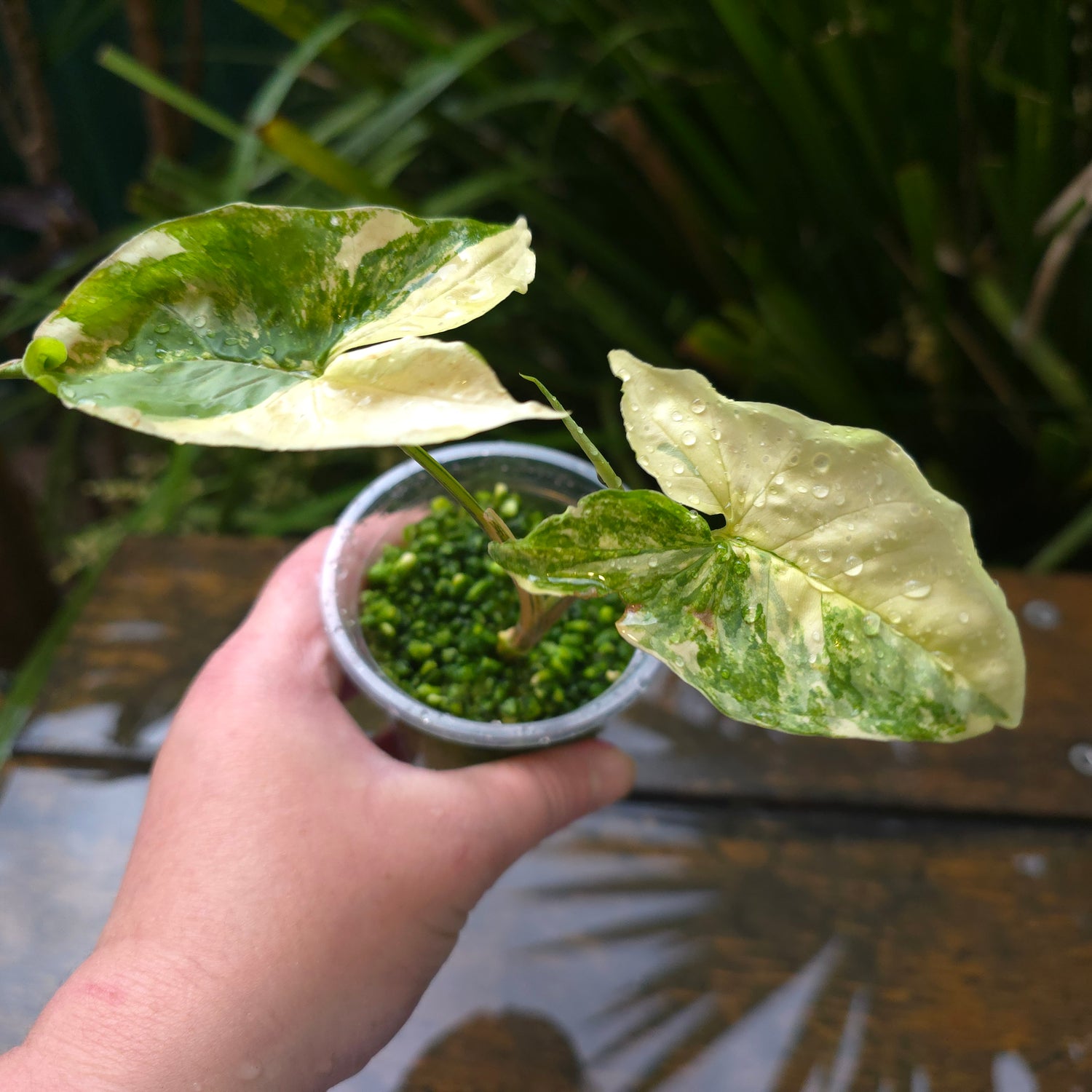 🌿Rare Syngonium Aurea variegated established plant non tc🌿