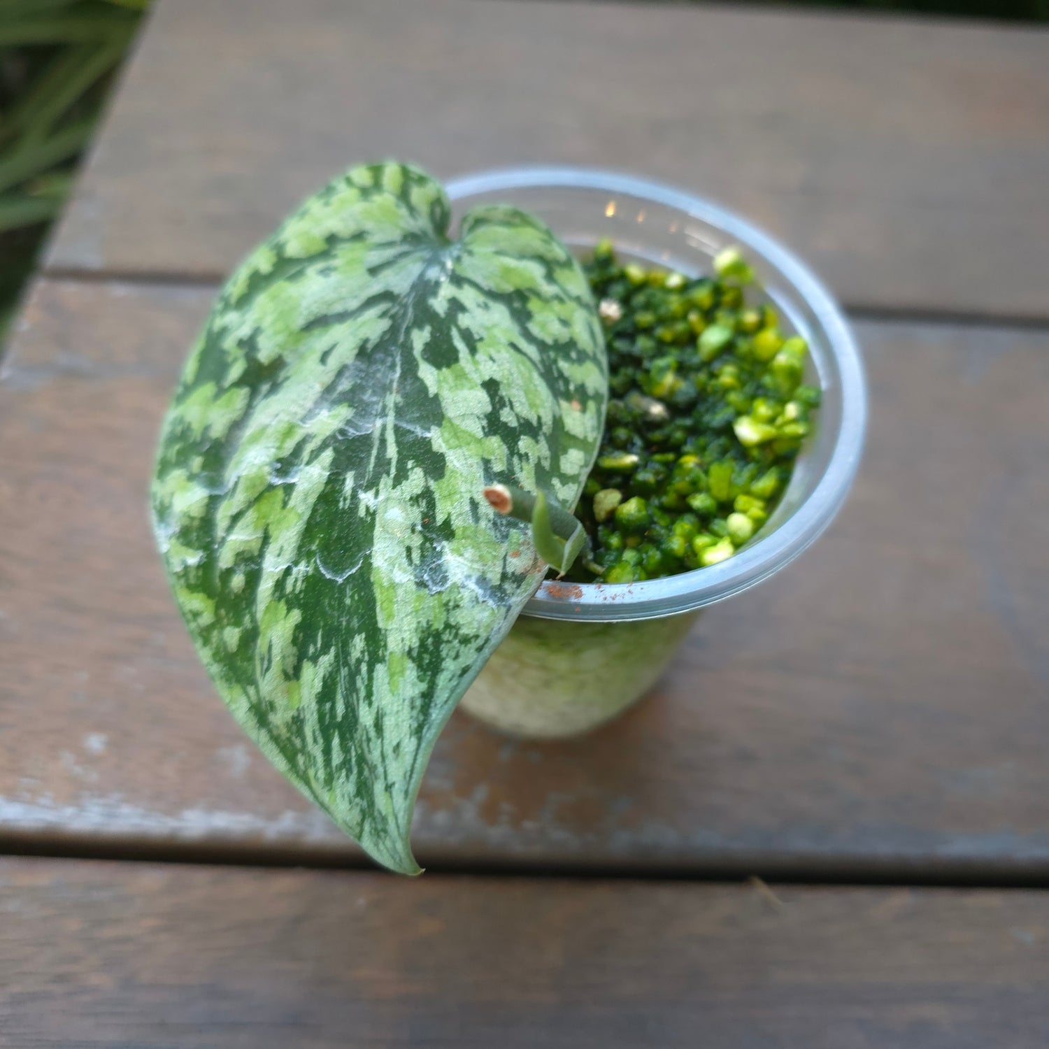 Rare Scindapsus Tricolour variegated established baby plant Non TC