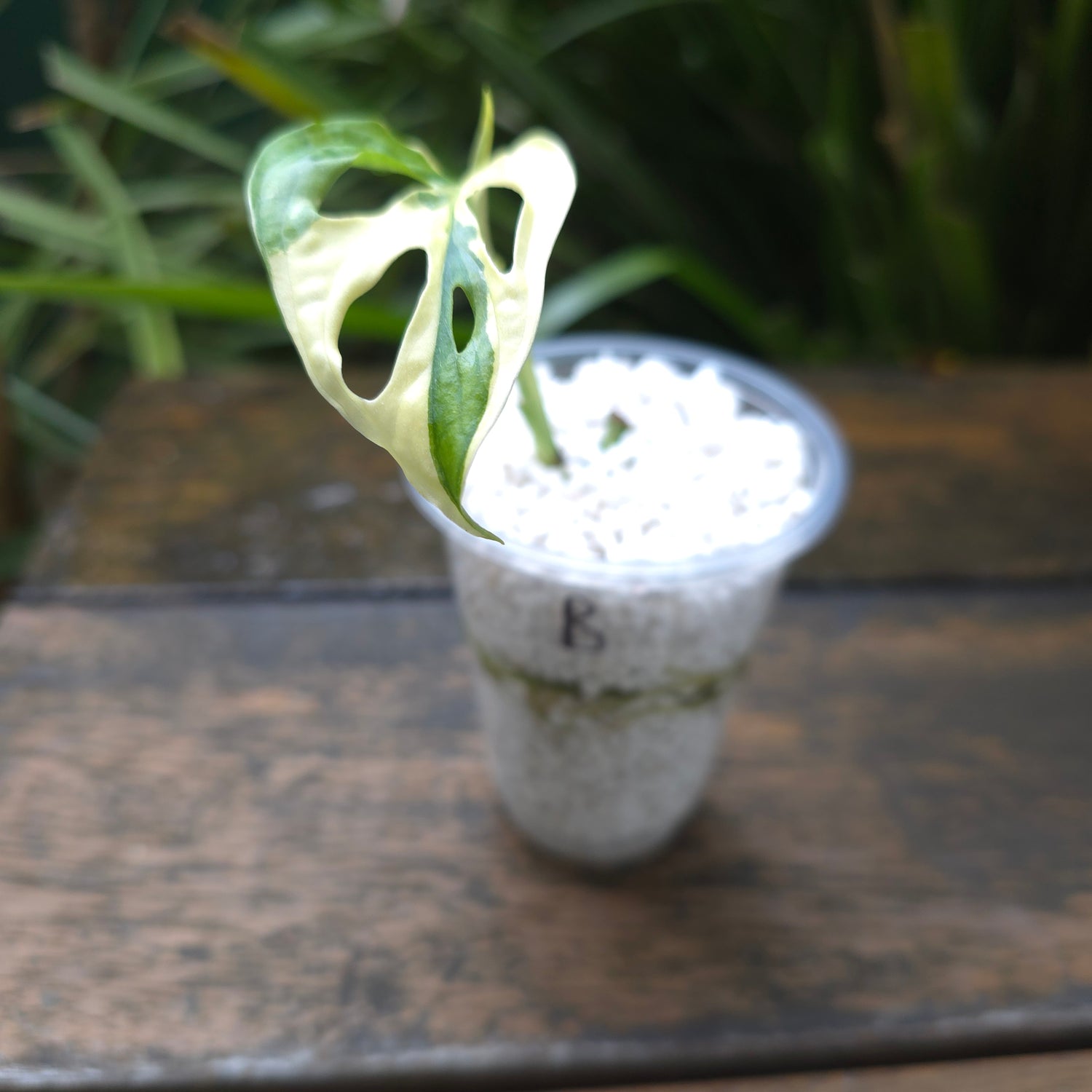 2x avail🌿Rare Monstera Adansonii Albo Variegated plants non tc🌿
