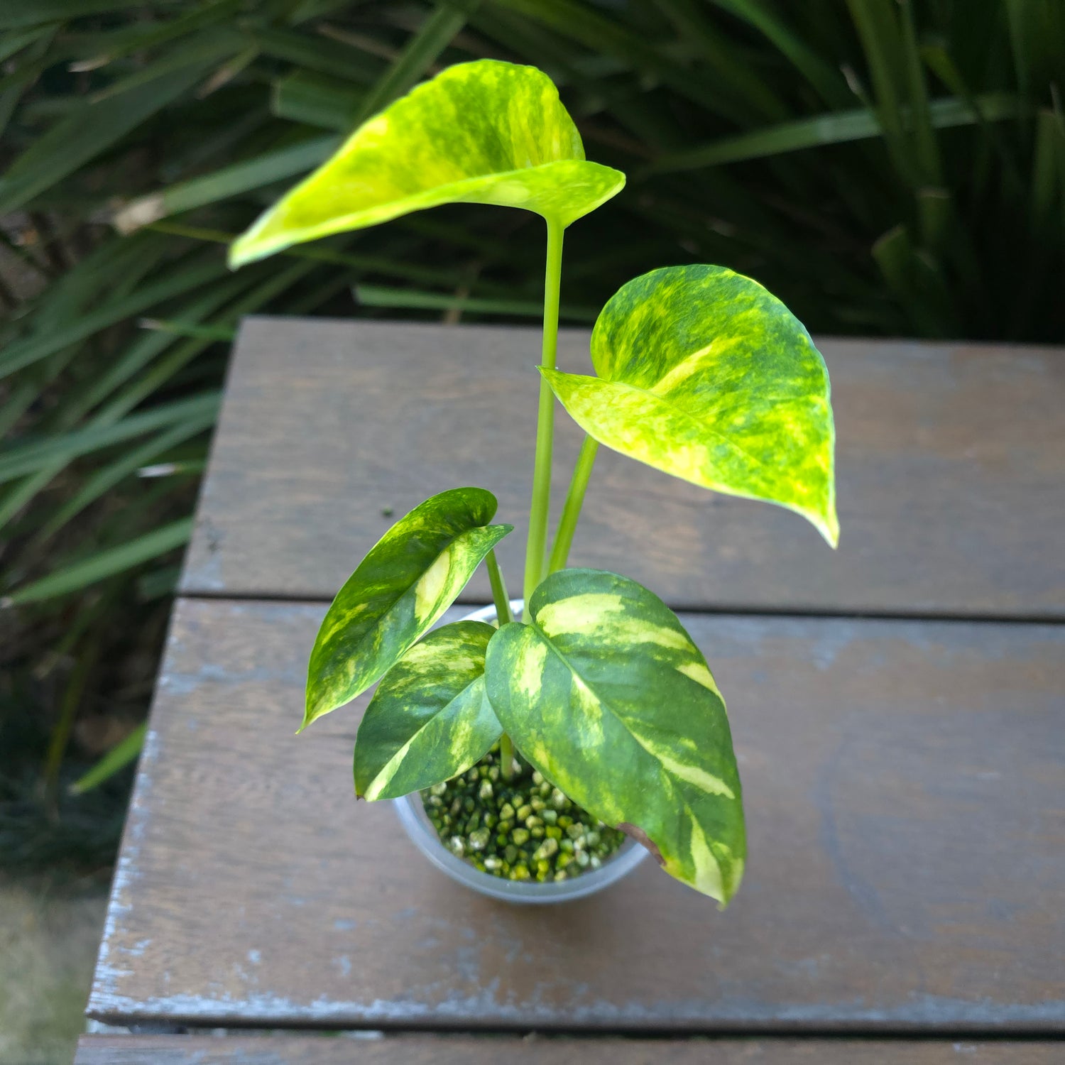 2x avail🌿Rare Epipremnum Pinnatum Aurea Variegated established plants🌿