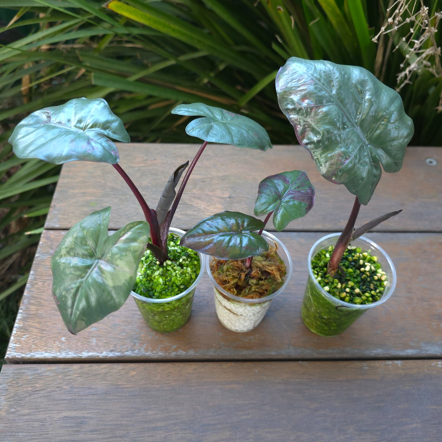 3x🌿SUPER Rare🌿 Alocasia Yucatan Princess variegated,non tc