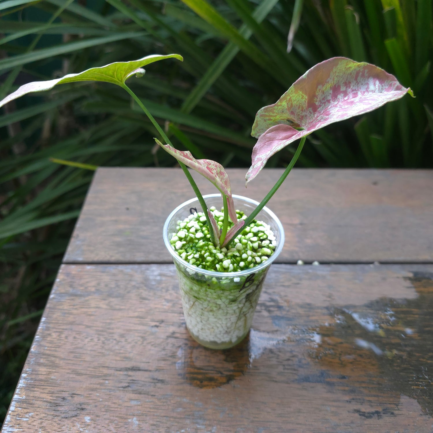 2x Rare Syngonium Milk Confetti established plant Non tc