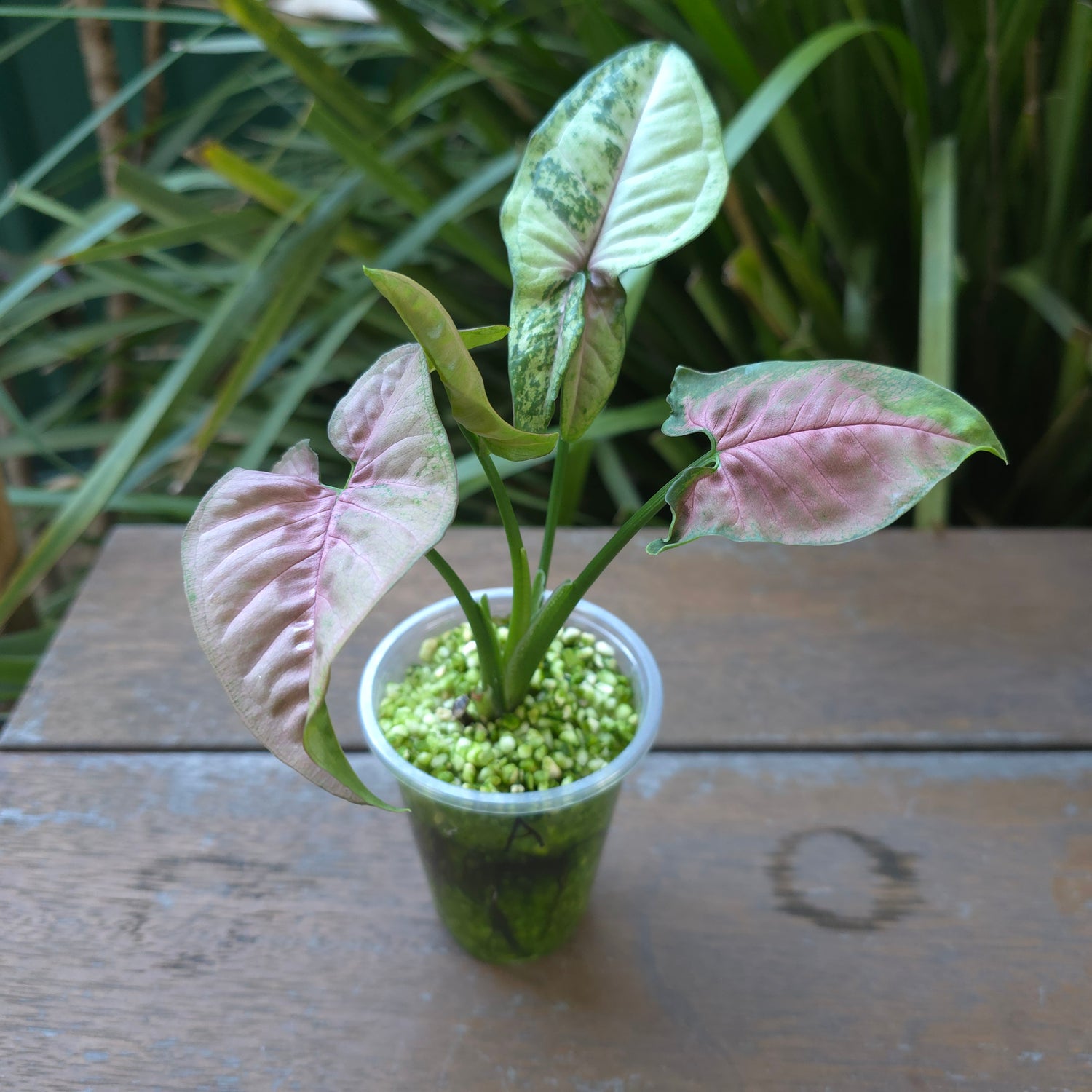 3x avail🌿Rare Syngonium "Pink Flecked" established plants, non tc🌿