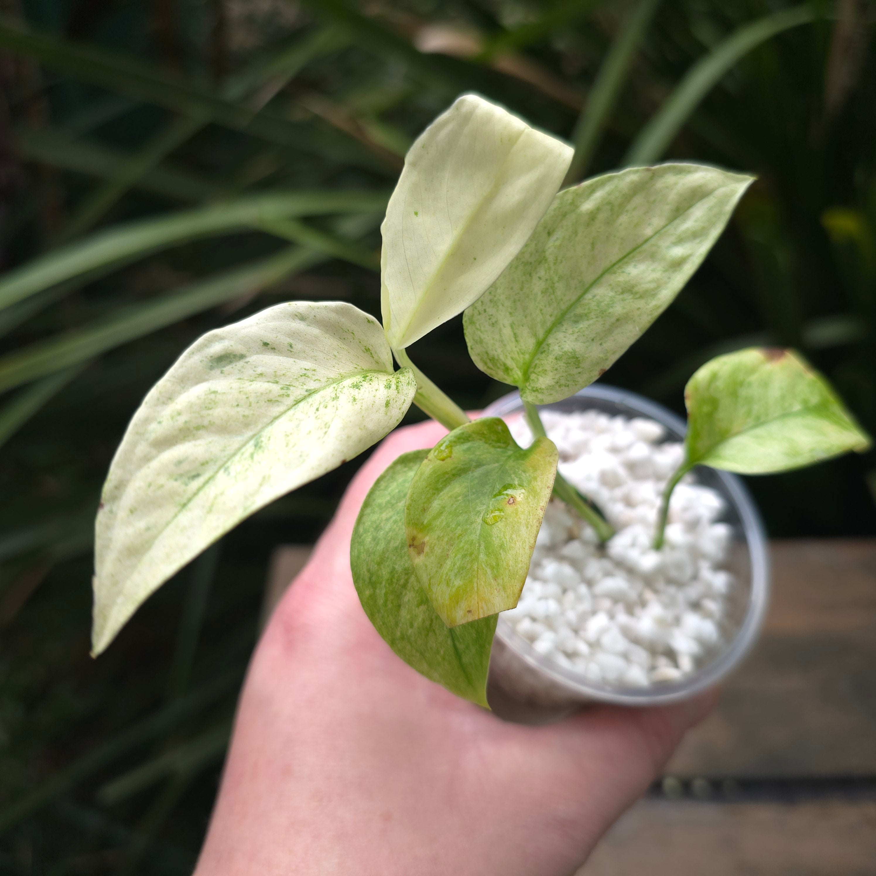 2x avail Monstera Laniata Mint Variegated est baby plants Non TC