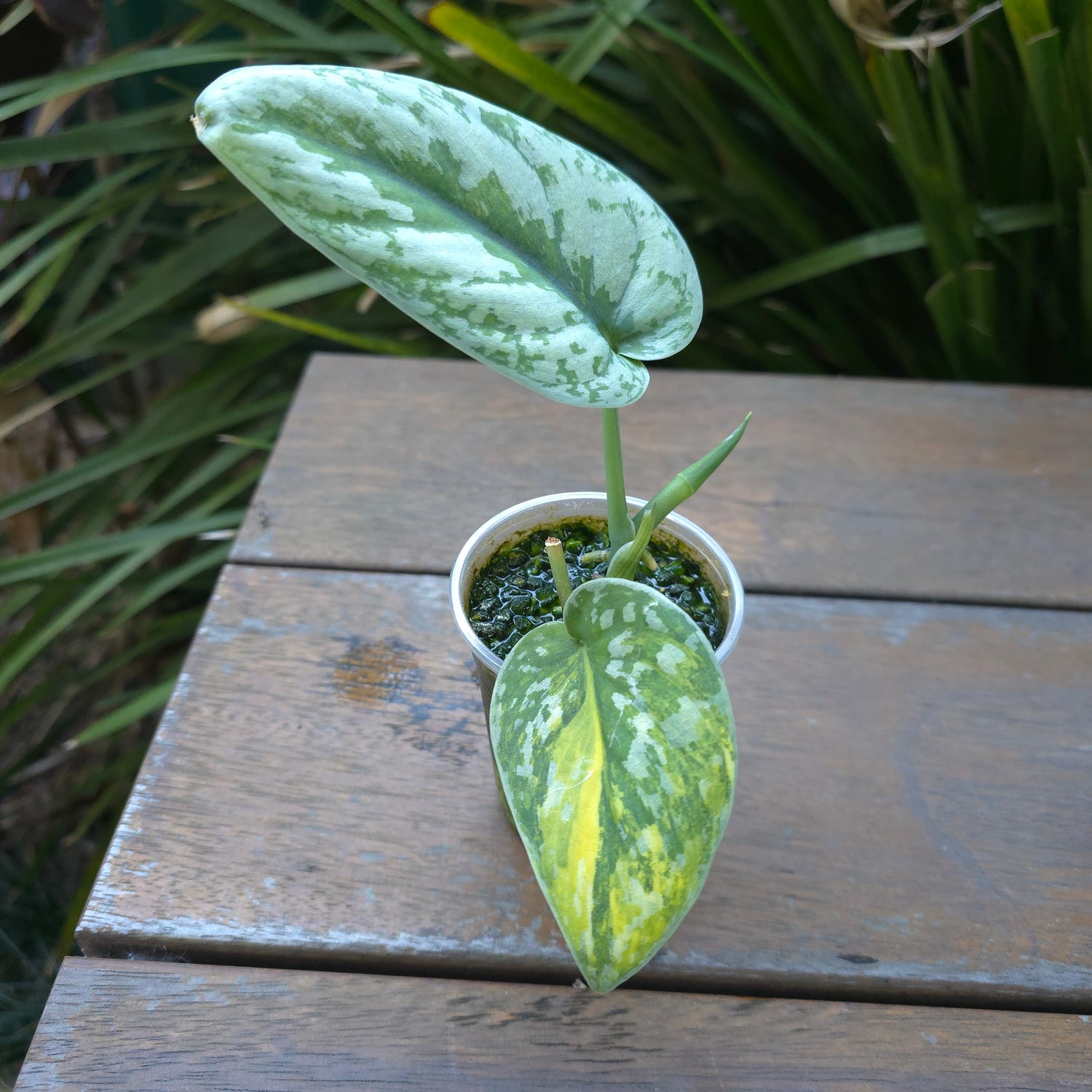 3x avail🌿Rare Scindapsus Mayari Aurea variegated little plants non tc🌿VARIEGATION VISIBLE
