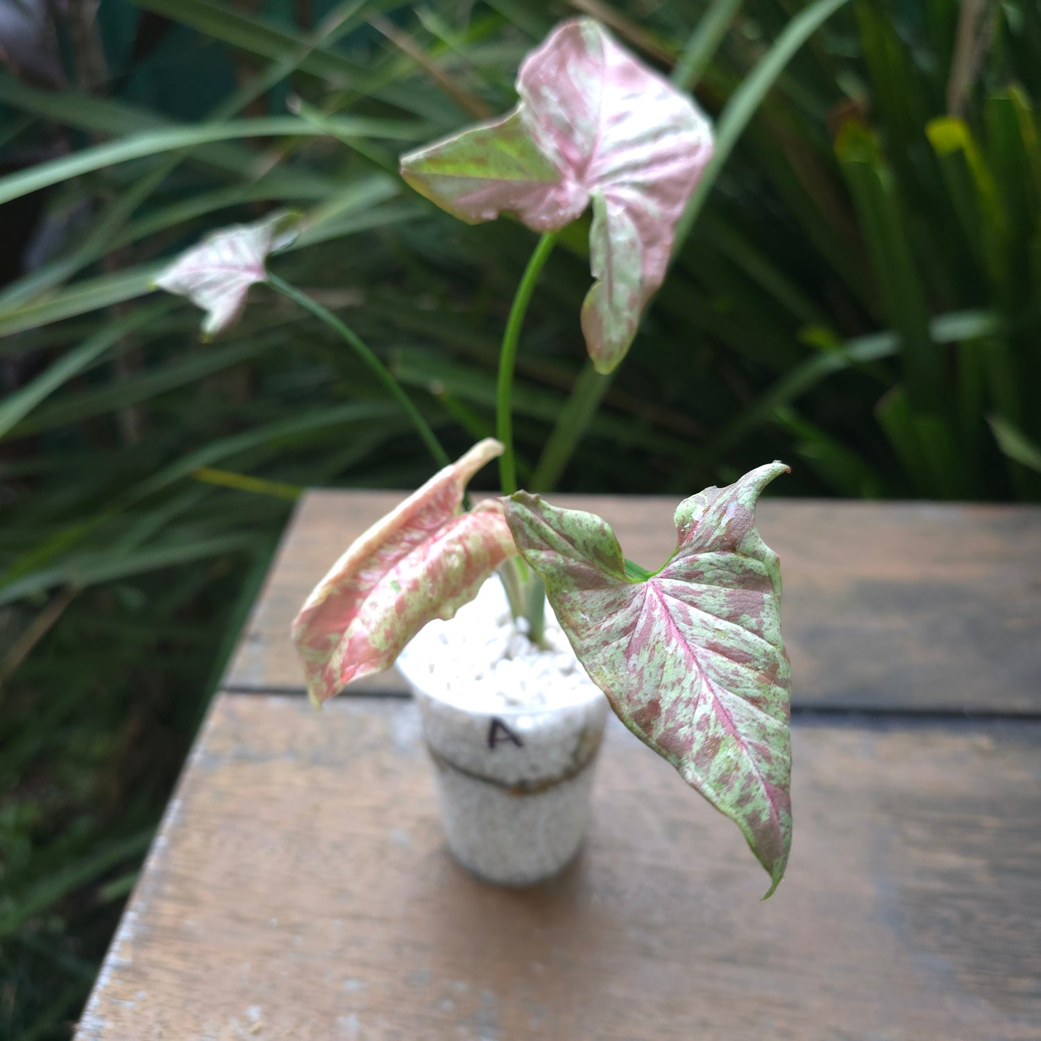 2x Rare Syngonium Milk Confetti established plant Non tc