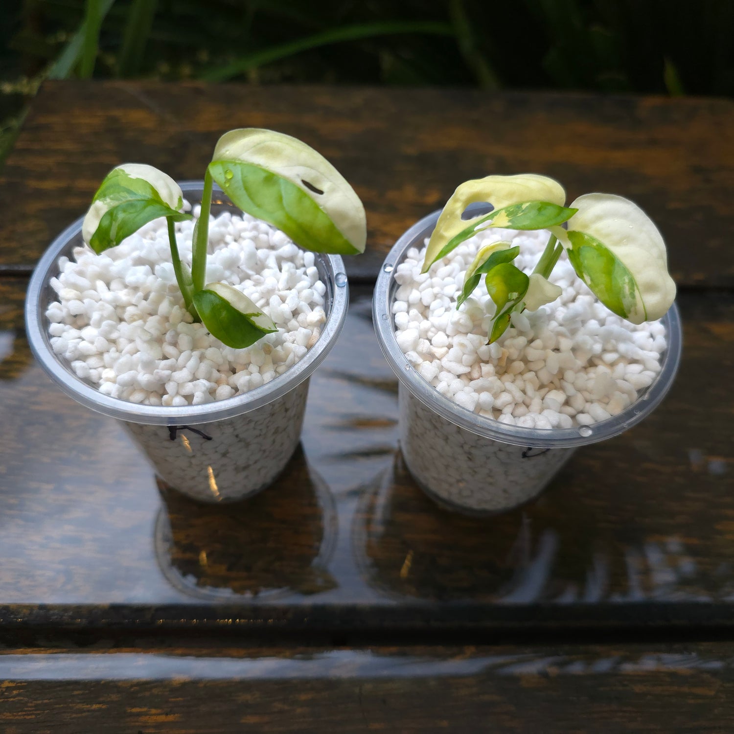 2x avail🌿Rare Monstera Adansonii Albo Variegated baby plants non tc🌿