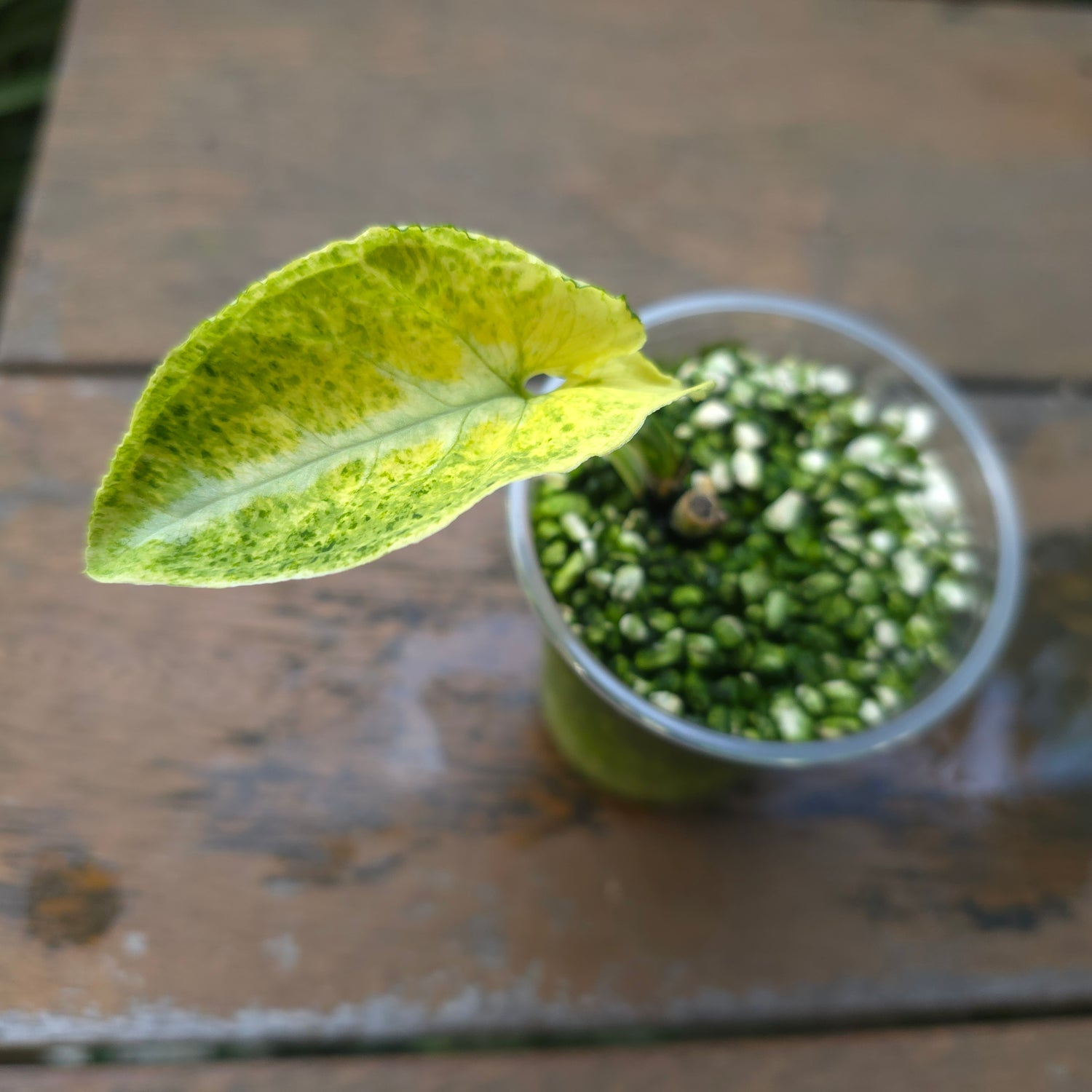 🌿Super🌿Rare Syngonium Scrambled Eggs established baby plant non tc