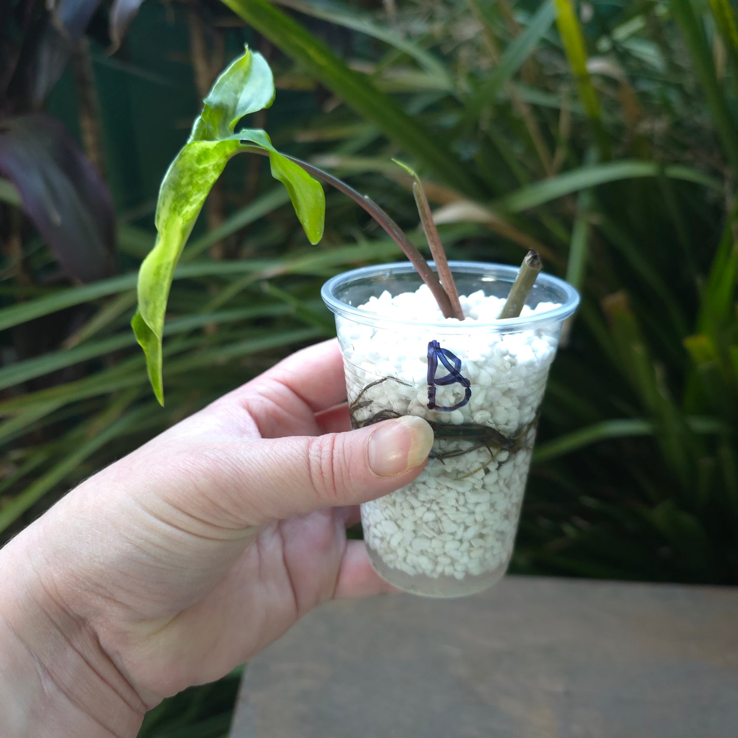 🌿2x avail🌿Rare Syngonium Aurea variegated established plant non tc