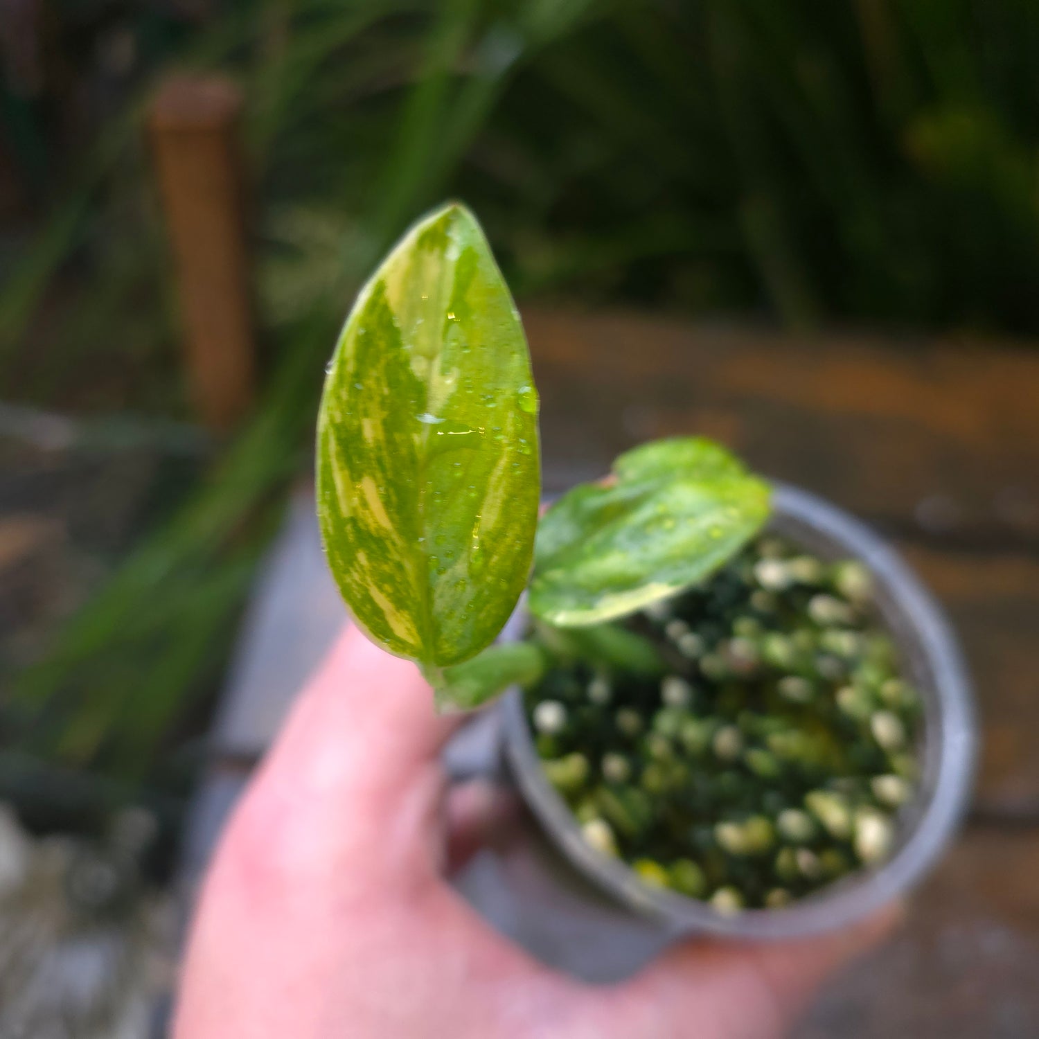 2x avail🌿Rare Monstera Standleyana Aurea Variegated established baby plants non tc🌿