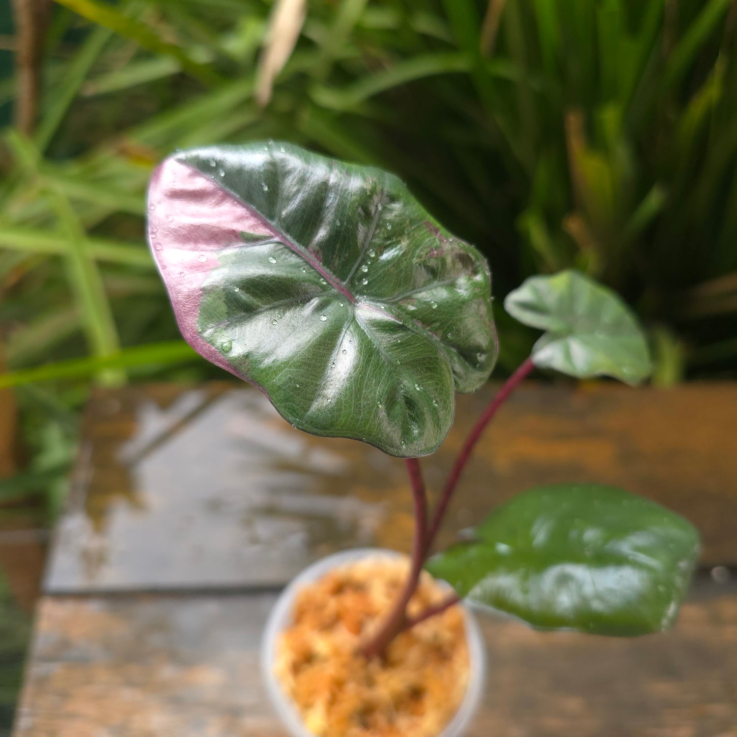 3x avail🌿SUPER Rare🌿 Alocasia Yucatan Princess variegated,baby plants,non tc